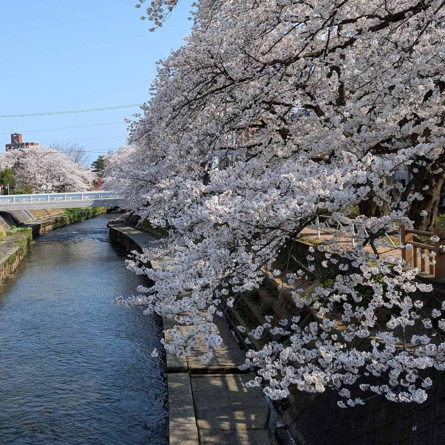 #いたち川沿いさくら🌸 花めぐりの21周年セールを終え、ゆったり花見