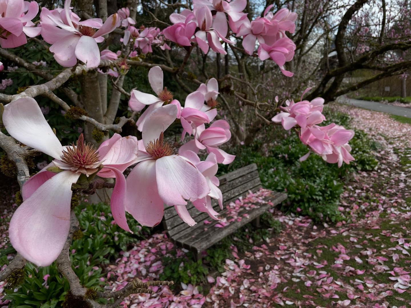 Van Dusen Gardens / magnolias and cherry blossoms 🌸 spectacular