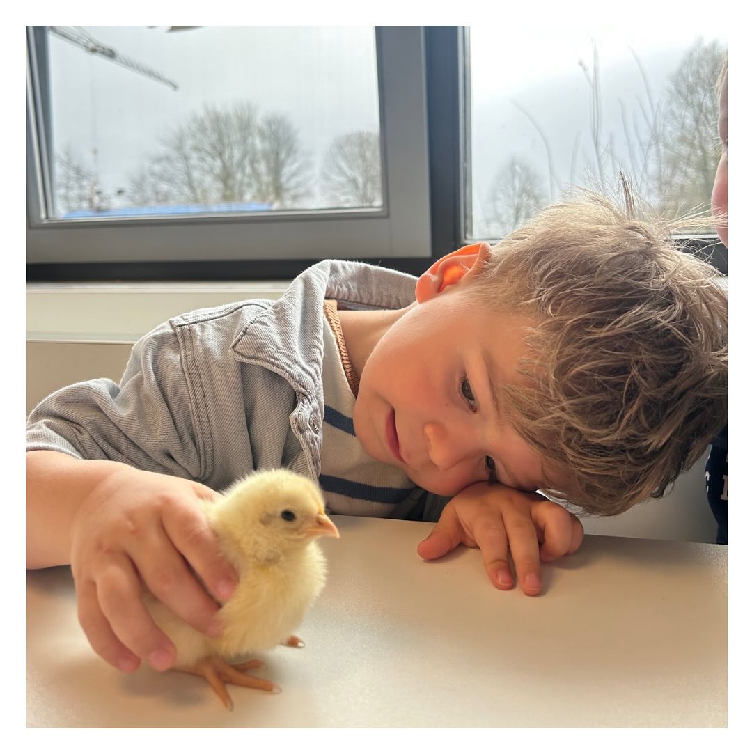 LEUSDEN
“Ik zag een kuikentje, Dat bij zijn moeder zat, Onder haar vleugels, Waar het veilig zat. Tegen regen, tegen zonneschijn. Heer, zo wil ik bij U zijn” 🐥🤍