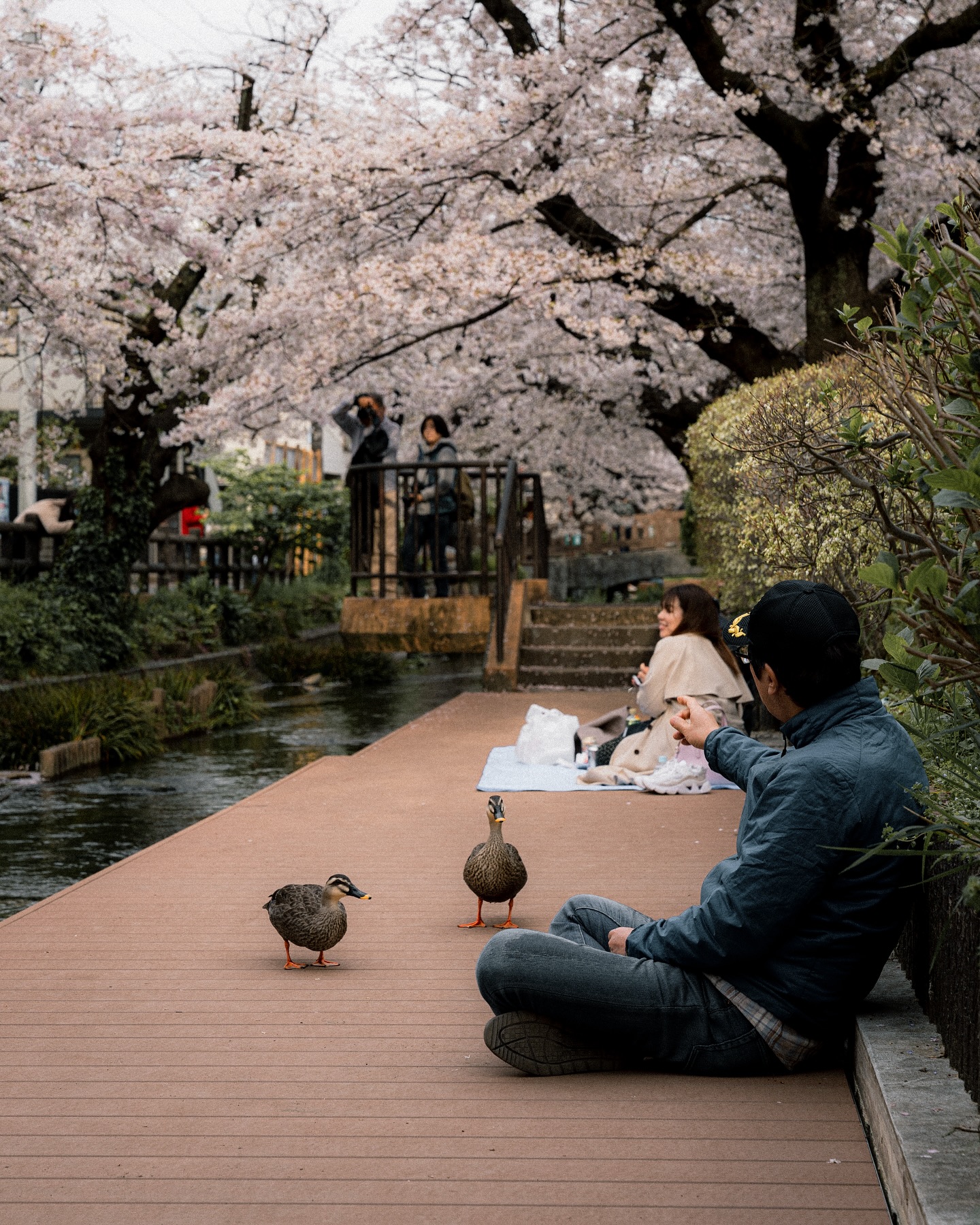 One of my fav spots for a quiet stroll with less crowds is located only 30mins from Shibuya station.
It’s known for its clean waterway with ducks and carps that runs along the neighborhood, making it a great spot for a canal-side picnic. 🌸🧺
📍Shukugawara Nikaryo Waterway, Kawasaki
🚃 4mins walk from Shukugawara Station
⚠️ Please respect the neighborhood: No loud music or noises & avoid disrupting the peace in the area
📌Available nationwide
📌Solo/Couple/Family/Proposals/Engagement/Wedding/Events/Real Estate
💌 Bookings are open! DM to inquire
.
.
.
#portraitphotography #portraitpage #moodyportraits #photographerinjapan #portraitphotographyjapan #photographerintokyo #tokyocouplesphotographer #tokyophotographer #tokyoweddingphotographer #tokyoportrait #フォトグラファー #東京 #ポートレート #ポートレートのセカイ #tokyocameraclub #カメラマン #videographerintokyo #tokyovideographer #familyportrait #familyportraittokyo