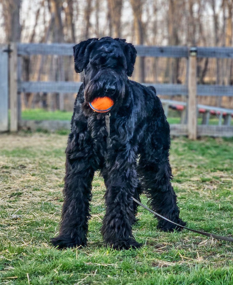 🐾 Board & Train is booking up fast! If you want your pup to learn structure, manners, and confidence while you're away, now’s the time to book!
👉 Perfect for puppies under six months
👉 Daily training, exercise & one-on-one attention
👉 Skip the chaos of a kennel—come back to a better-trained pup!
Message us to reserve your spot before we're full!
