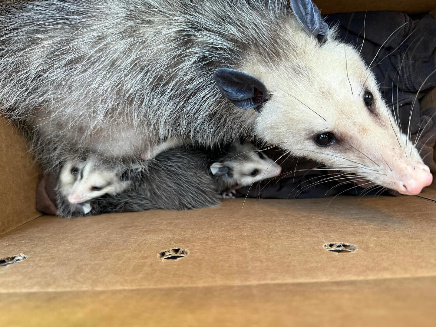 **Highlighted rescue this last week**
We have been busy admitting many babies and among the rescues was this mother opossum and her 8 joeys. A local community member had found an opossum that was stuck in between two fences. Unfortunately, this opossum could not get out on her own, let alone her 8 babies trying to escape this tight spot. Seeing that she had many babies with her, we had to act fast because without help, this family of opossums would not survive…
One of our hard-working volunteers very quickly, went out to the scene and was able to rescue this mother and her eight Joey’s. They are under observation with the WERC team to make sure they are in good health and will be released back to the wild in time.
#werc #wildlife #opossum #rescue #babyseason #bayarea