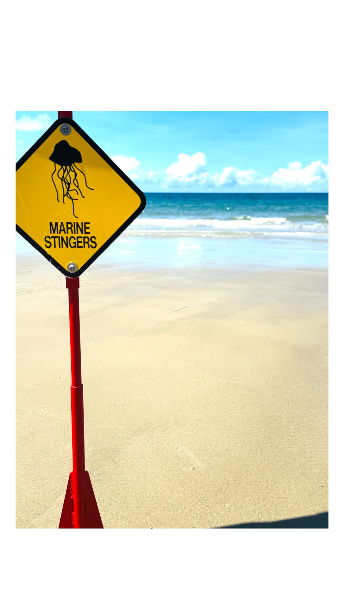 Turquoise tides and tropical vibes. ✨🌴🌊☀️🌺
📍Four Mile Beach, Port Douglas QLD
#toyotahilux4x4 #adventureready #trayoncamper #4wdaustralia #exploremore #portdouglas #fourmilebeach #fnq #tropicalnorthqueensland