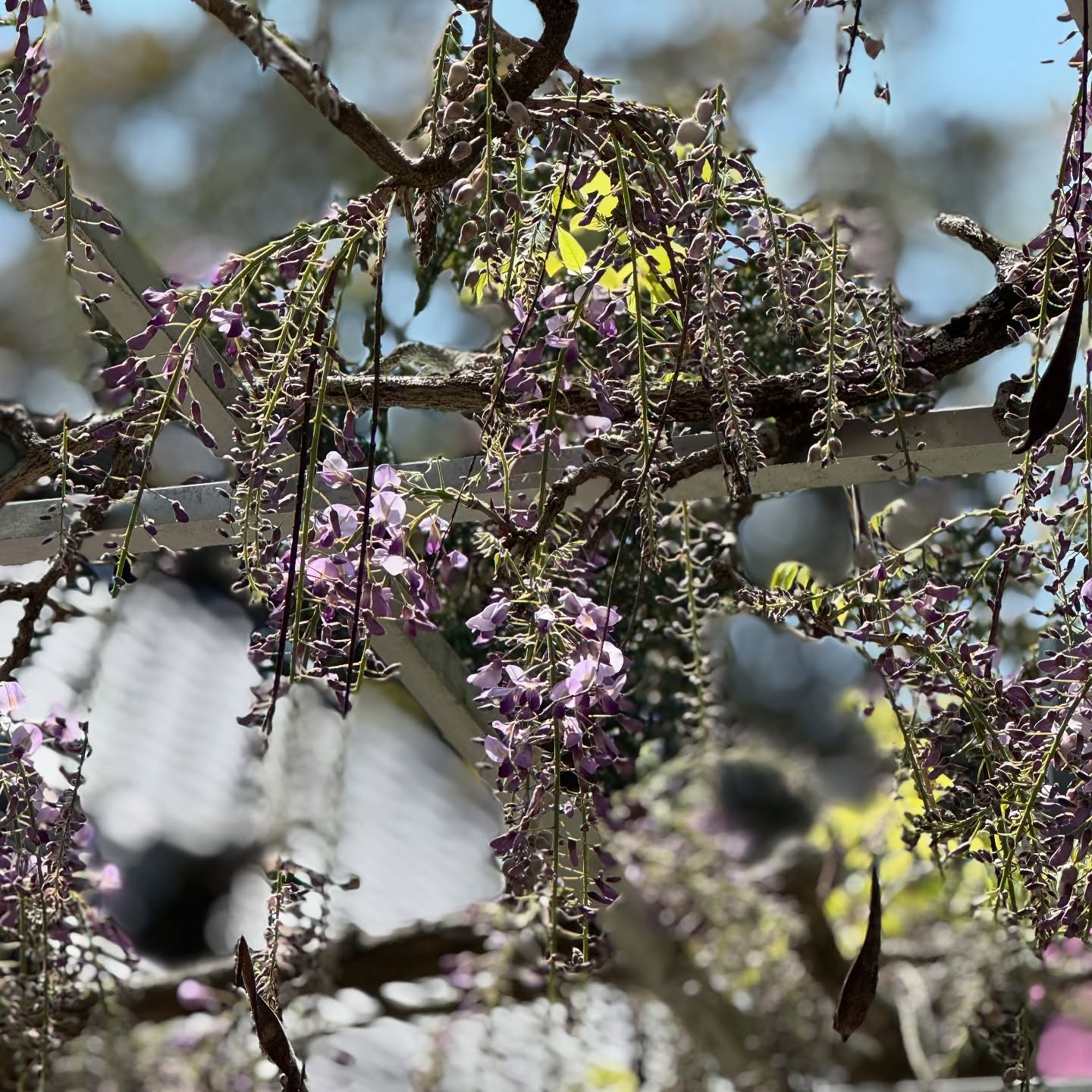 正太寺のミヤマツツジのシーズンはそろそろ終わりを迎えます。入山料をいただくのも今日を最後にします。
もう藤の花が咲き始めました。昨年も早かったけれど、今年も早いようです。半月以上早い咲き始めです。