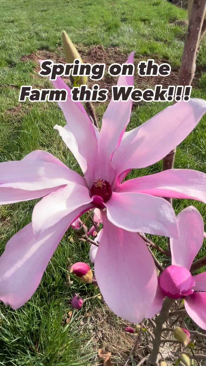 Spring is here! We’ve emerged from winter hibernation and will be at Old Town Alexandria Farmers Market this weekend with our tulips and fragrant narcissis. In a few short weeks, we also open at the Clarke County Farmers Market. Happy Spring! Can’t wait to see everyone again!! ❤️❤️❤️ #clarkevafarmmkt #oldtownalexandria #oldtownalexandriafarmersmarket #alexandriava #berryvilleva❤️ #clarkecountyva #locallygrownflowers