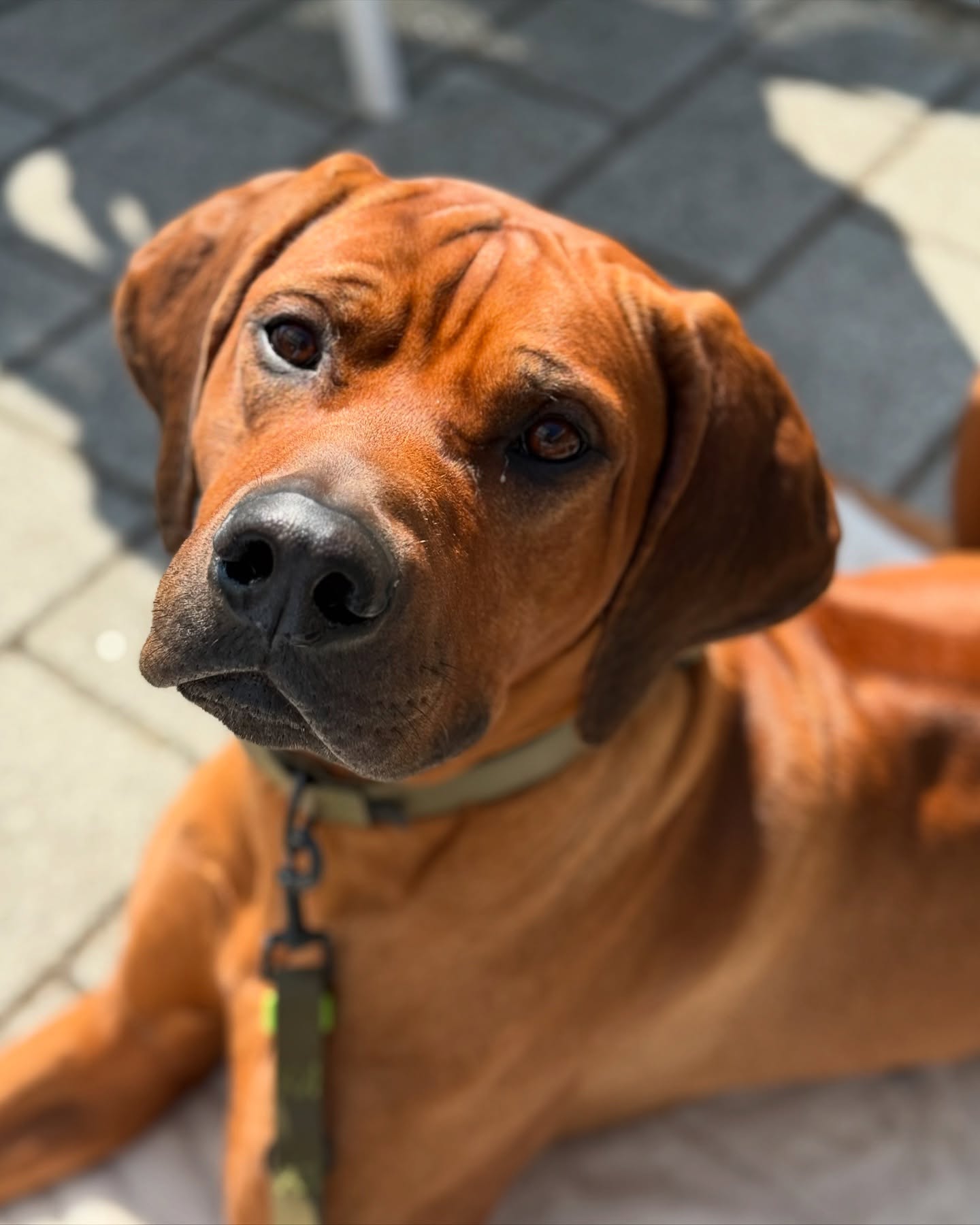 Schaut mal, wer brav auf seinem Plätzchen chillt! 🐶✨ Während ich mich an einem Eis 🍦 mit himmlischer Sahne erfreue, schaut mein kleiner Gourmet, der auch gerne etwas von der Sahne probieren möchte, ganz traurig aus der Wäsche. Aber keine Sorge, er ist der wahre Star des Cafés! Komplimente und Aufmerksamkeit hageln nur so auf ihn herab! ♥️🫶
#rhodesianridgeback #ridgeback #hundeliebe #hunde #doglove #🐶