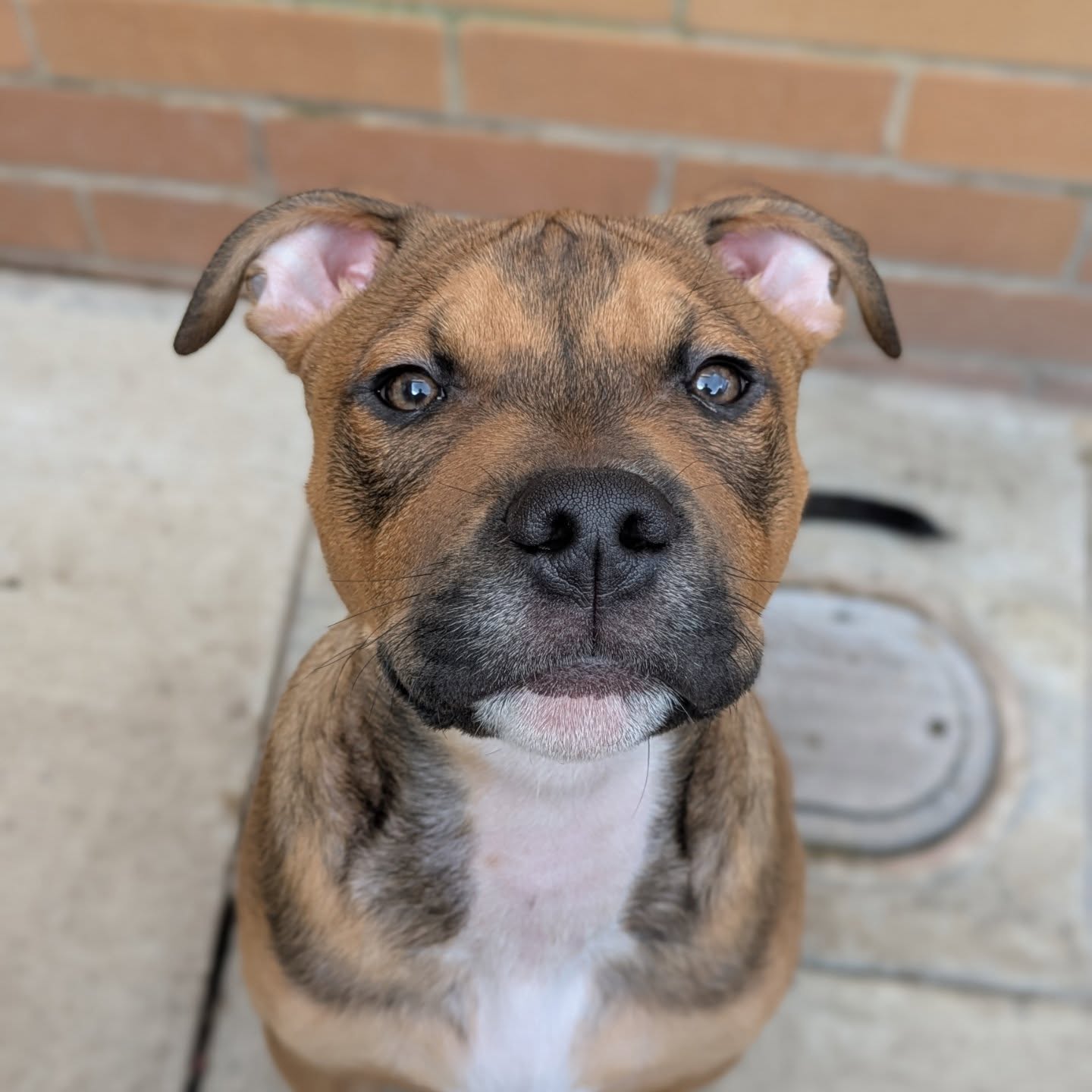 Stanley has completed his Puppy Package!
What a difference 8 sessions made, he's gone from a jumpy, bitey, misunderstood pup... To a confident, well mannered, and steadily growing boy!
We focused on his behaviour in the house, communication, body language, mental and physical enrichment, Puppy schedule, lead etiquette, settle work and much more!
Stanley's mum is taking advantage of Training Walks, to get some extra support with Recall and socialising.
#positivereinforcement #puppytraining #puppy #mastiffcross #justababy #hampshire #dogtrainer