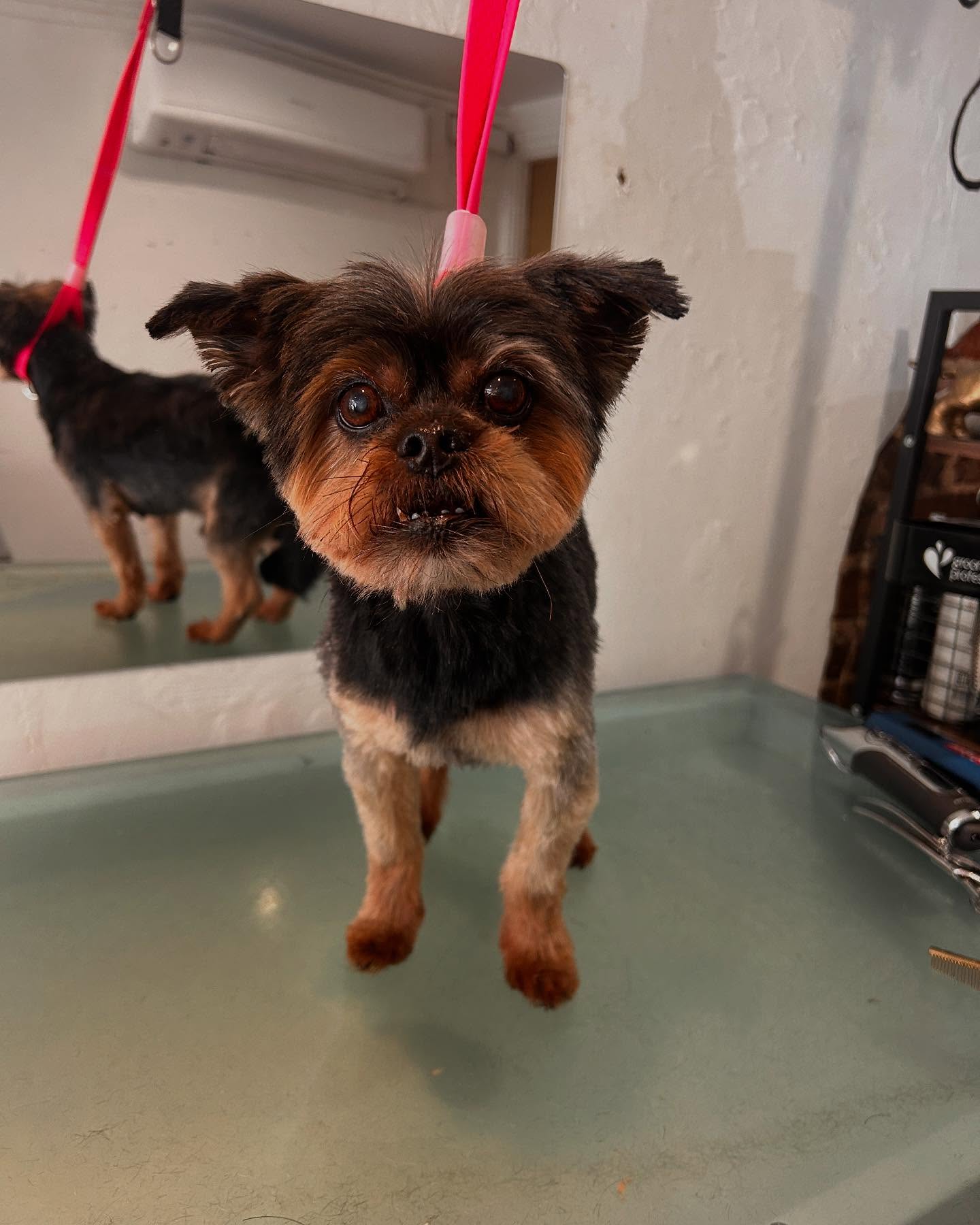 Lovely little Dennis looking like a smart boy! Wish I got a before picture because he looks totally different 😂
.
.
#doggroomer #doggrooming #dogsofinstagram #cutedog #woofmans #woofmansdoggrooming #brightondogs #brightondoggroomers #brightondogsofinstagram