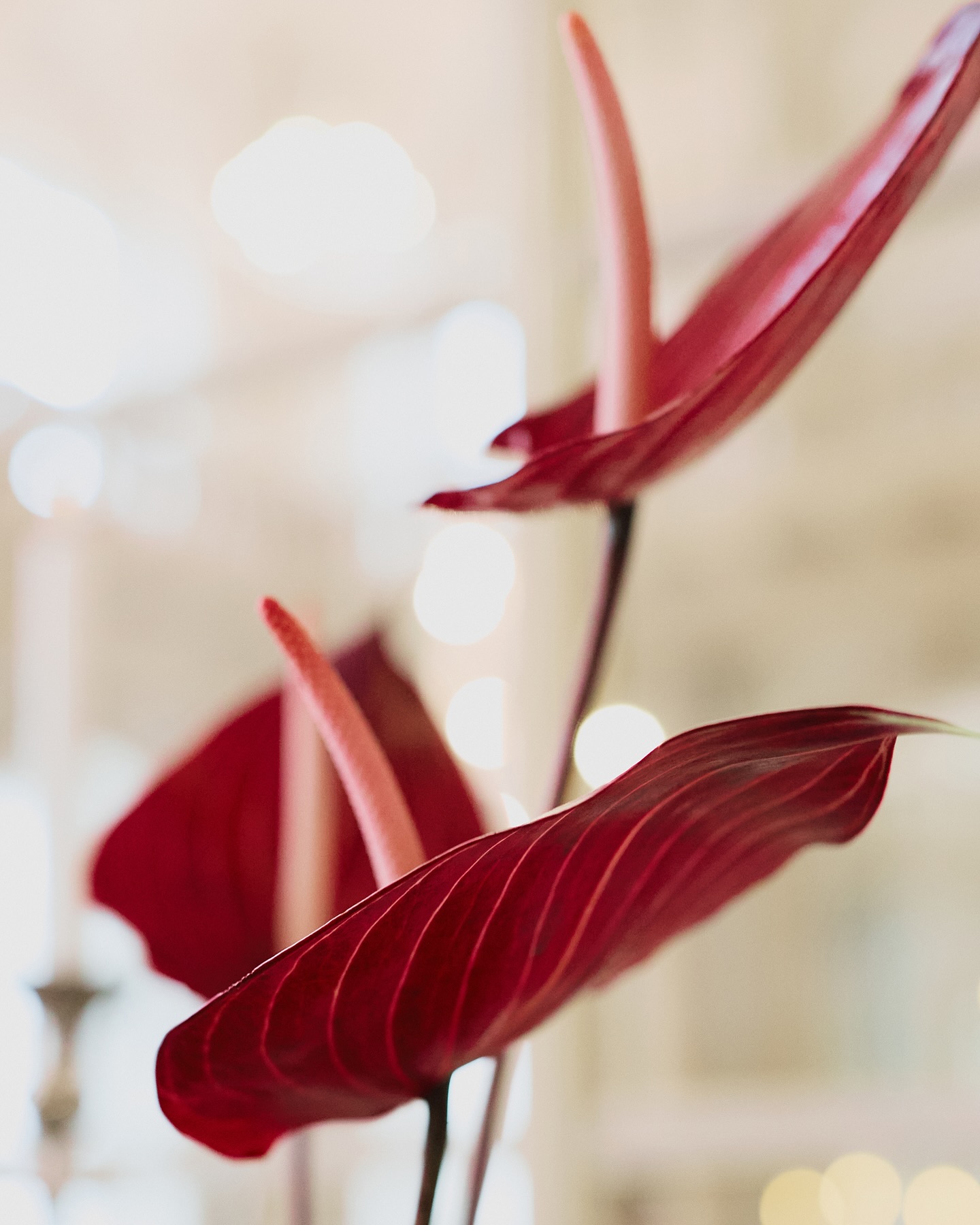 Nina 2 🤍
Drapériový koncept v spojení so zeleninou a ovocím bol splnený sen 🍆🍇🍎
📷 @mariehason
#MoreToCome #StayTuned