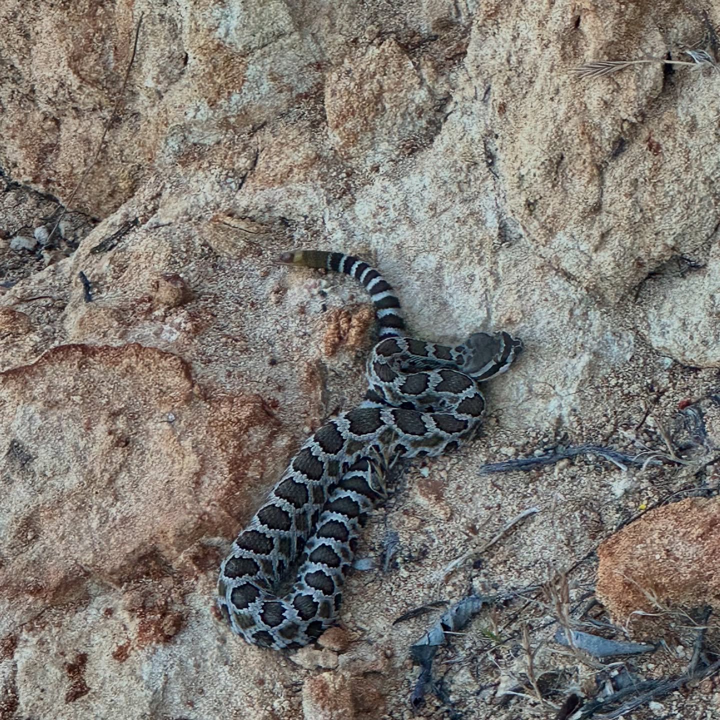 Found this little guy on our last hike in Montecito. He was out for a bit of late afternoon sun, and he made our adventure that much more magical. It could’ve gone the other way but a little common sense will often keep you safe.
We’ve always been a bit fascinated by rattlers — did you know a group of rattlesnakes is called a rhumba? How delightful is that??—probably to do with the fact that they’re not terribly common in the Northern latitudes we’re accustomed to. California is home to 7 species of rattlesnake. Chances are if you hike enough, eventually you’ll encounter one. Here are a few tips for when that happens:
Rattlesnakes are most active at dawn and dusk and tend to like rocky areas, but they can be found at any time of day and in a variety of habitats. If you come upon a rattlesnake on the trail, give in a wide berth—10 ft is recommended. Note that if you can hear the rattle, you’re too close. Rattlers do not always give a warning before striking however, so if you see one your best bet (as with most wild creatures) is to back away slowly. Most snakes can strike 1/3-1/2 of their body length, which is why bites tend to be below the knee. There’s some research that wearing full-length jeans can reduce the amount of venom absorbed into the body in case of a rattlesnake bite…but avoidance—and knowing what to do should you surprise a rattler— is still the best plan.
Happy hiking
Xx
The future wild
.
.
.
.
.
.
#hikeyourownhike #hikecalifornia #montecito #califonia #rattlesnake #wilderness_culture #hikingtips #getoutsideandplay #explore #adventure #seekthewild #mindbodysoul #gethigher #thefururewild