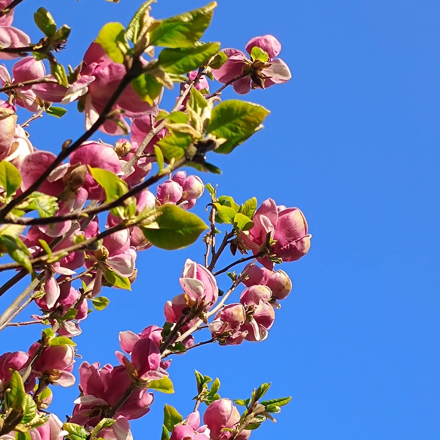 Spring! 🌸
#nofilter #springflowers #springtime #spring #magnolia #magnificence #blueskiesandsunshine☀️ #bluesky💙 #loveflowers🌸 #flowerphotography #flowerpower #flowerlovers #floweroftheday #pinkflowers🌸 #pinkaesthetics