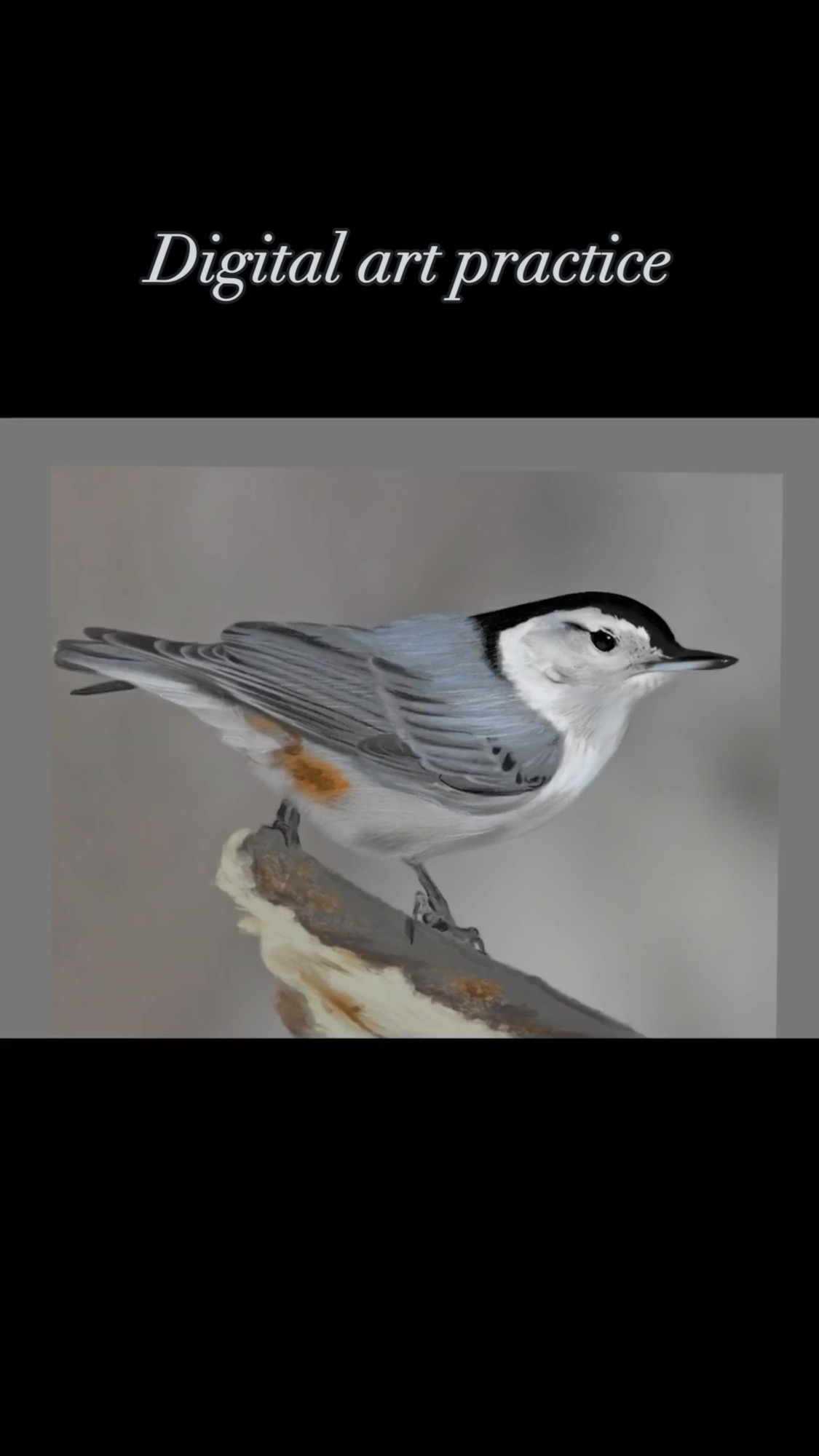 I recommend using Clip Studio for digital art, but Procreate worked great for this. Love my local birds.