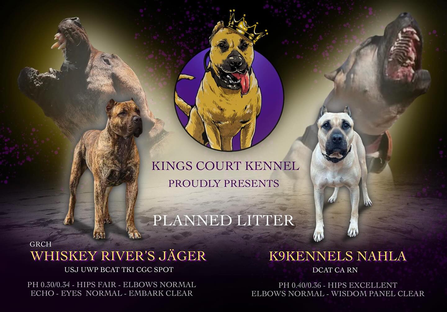 We’re excited to share our planned litter between GRCH Whiskey River’s Jäger and K9Kennels Nahla — a pairing we’ve thoughtfully considered for quite some time.
Both Jäger and Nahla bring a beautiful balance of power, athleticism, and stability. Jäger is a well rounded dog with titles across multiple disciplines, and currently holds the #1 all-time FastCAT ranking for the Presa Canario. Beyond his accomplishments, we’ve long admired the consistency and clarity he shows in his work — and the incredible foundation D’Nae has built around him.
Nahla, has earned multiple titles, including her CA, RN, and DCAT, and is currently #3 all-time in FastCAT for the breed. More importantly, she embodies the type of balance we aim to produce: a dog that can perform, protect, and live peacefully in the home.
This is a breeding grounded in mutual respect for what both dogs bring to the table — and our hope to preserve and pass on those qualities in the next generation.
Fingers crossed we’ll be confirming soon. Stay tuned.
Announcement Designed by: @terrapresadesigns
#PresaCanario #PlannedBreeding #WorkingDogs #KingsCourtKennel #FastCAT #BalancedDogs #DogAthletes #PresaCanariosOfInstagram #futurefoundations