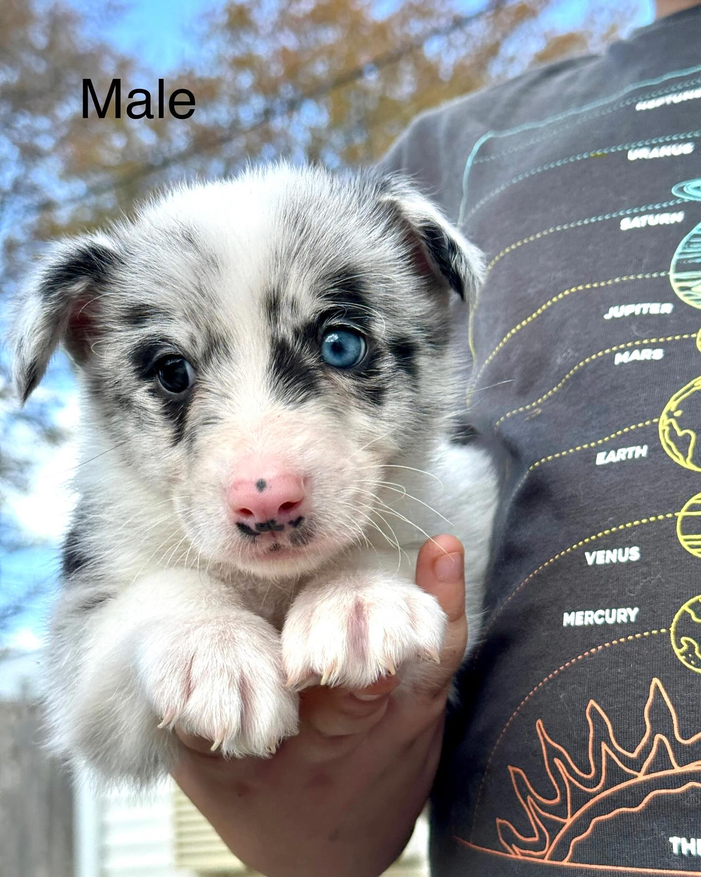Please share! Are you looking for a new addition to your family? Check out these adorable Corgi/Border Collie mixed babies. They are 6 weeks old now and will be ready to go around April 28. They will received their first shots and are already on a deworming schedule.
These babies all look like they will have the short-legged corgi bodies. They are very used to being around young children already and are all very affectionate and full of life!
The parents are two of the best dogs. Very trainable and friendly, and the pups look to be taking after them. The puppies would make great little sporting dogs and majority already seem to have a nice drive to them.
Located in Wilmington, DE 19808
Please reach out 901-482-4220
#puppies #corgi #bordercollie #puppiesofdelaware #wilmingtondelaware #wilmingtonde