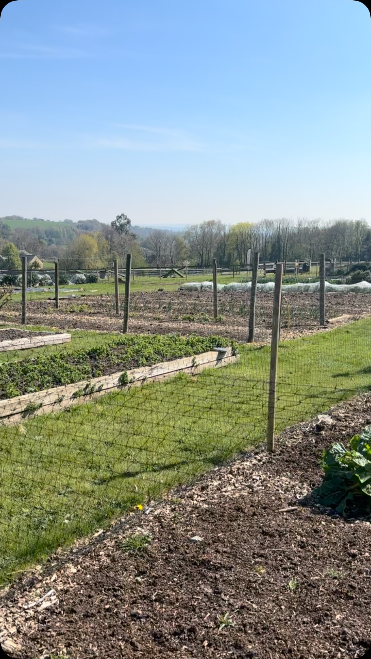 Come take a walk with me to the fabulous cutting garden @homewoodbath to pick some beautiful tulips 🌷