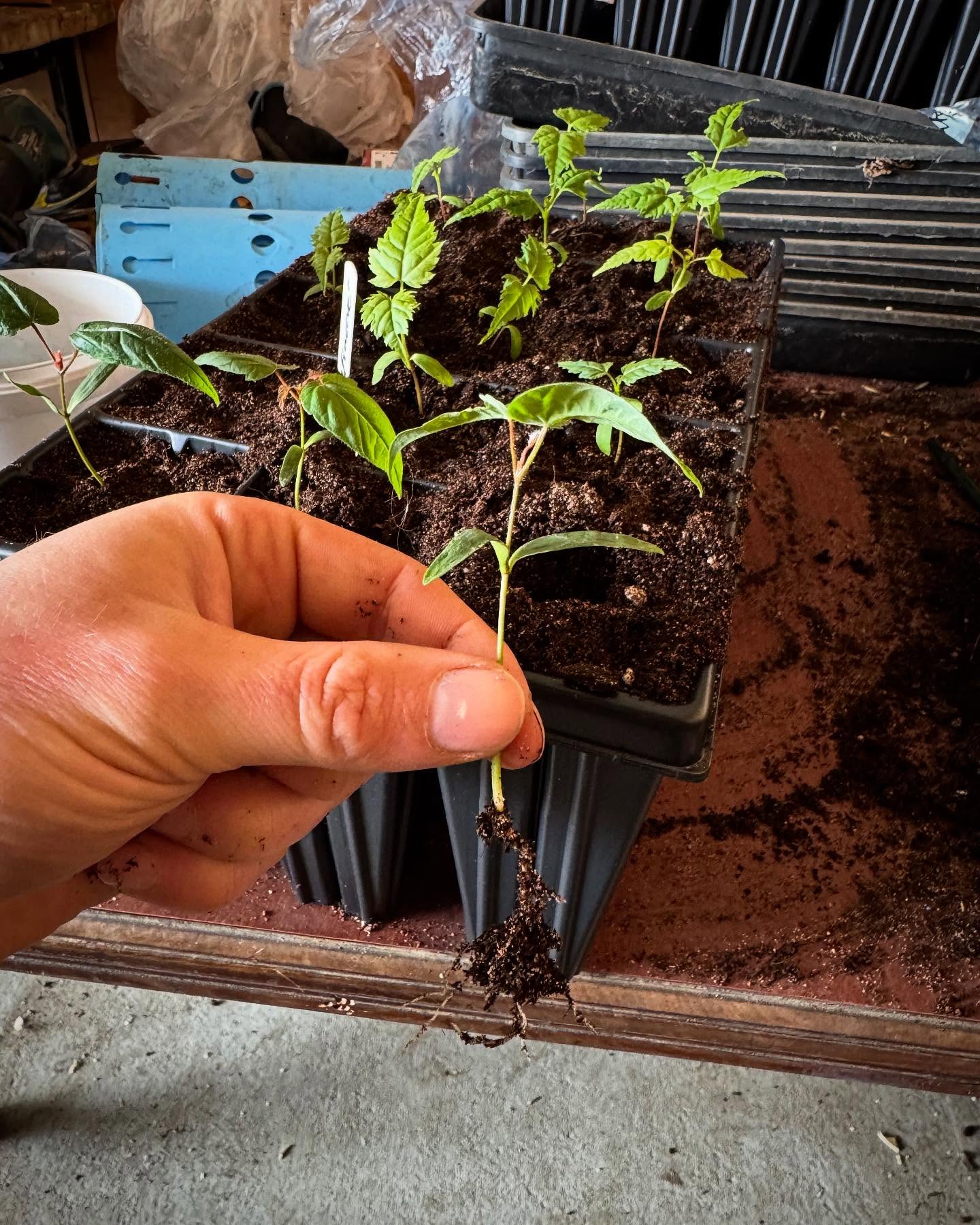 Potting on Acer seedlings 🌱 🍁