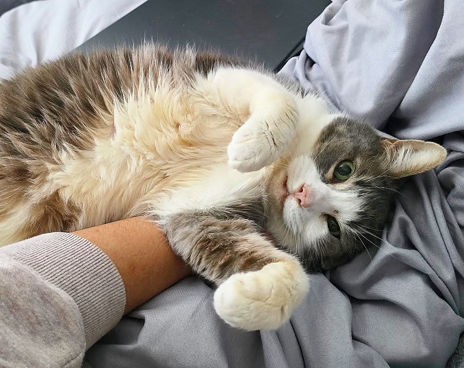 When you're unwell, snuggles are the best - they know 🤍
#kitty #cat #catoftheday #catsofınstagram #catsagram #picoftheday #photooftheday #dogsitter #dogtrainer #doglover #dogwalker #petsitter #cute #wigglewaggles