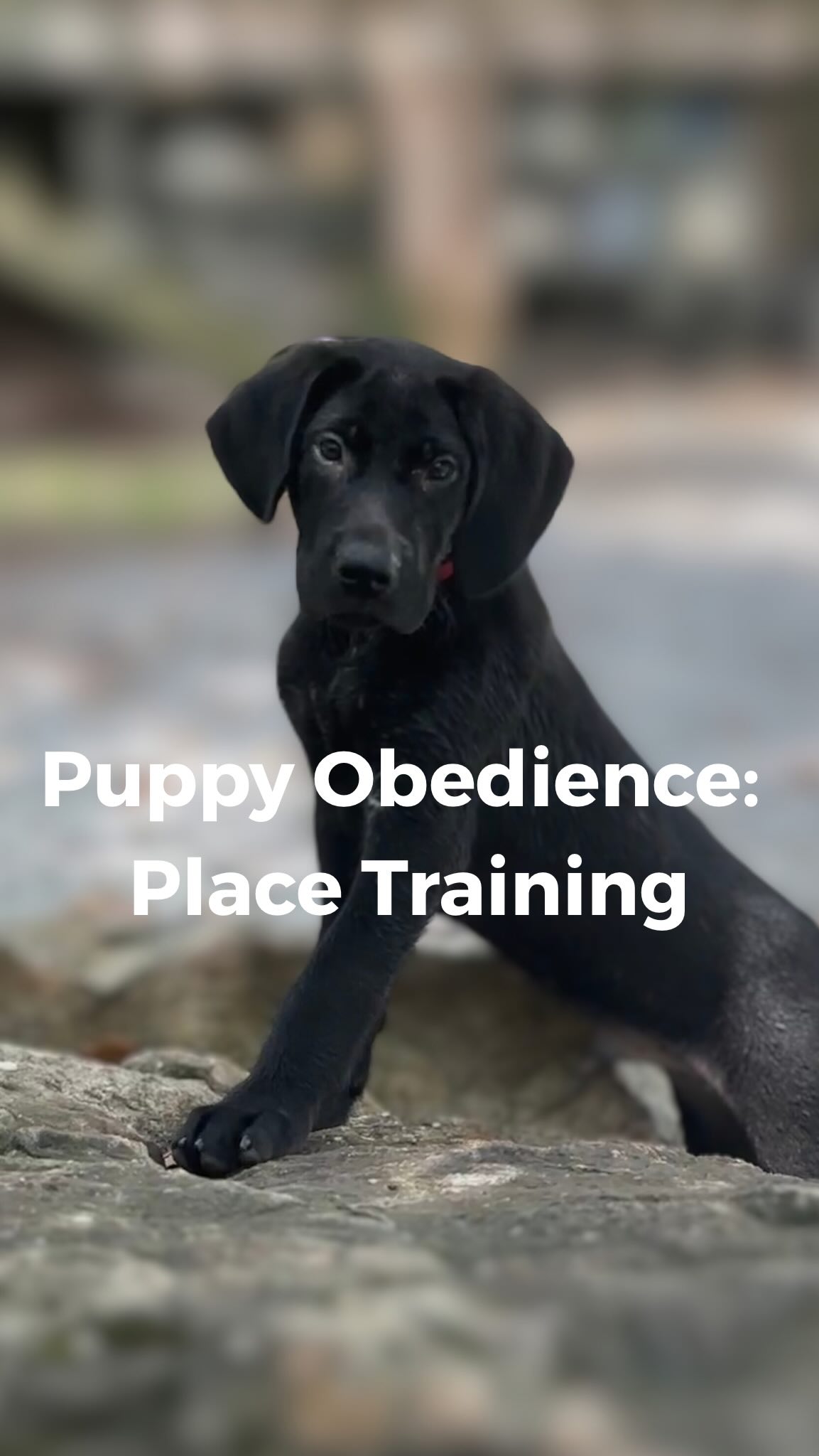 Throwback to several from #sgdlitter_lila working on their place training together. Mastering the obedience side of training young pays off over and over.
.
.
.
#schillingsgundogs #schillingsgundogstraining #sgdtraining #obediencetraining #schillingsgundogsobedience #sgdobedience
