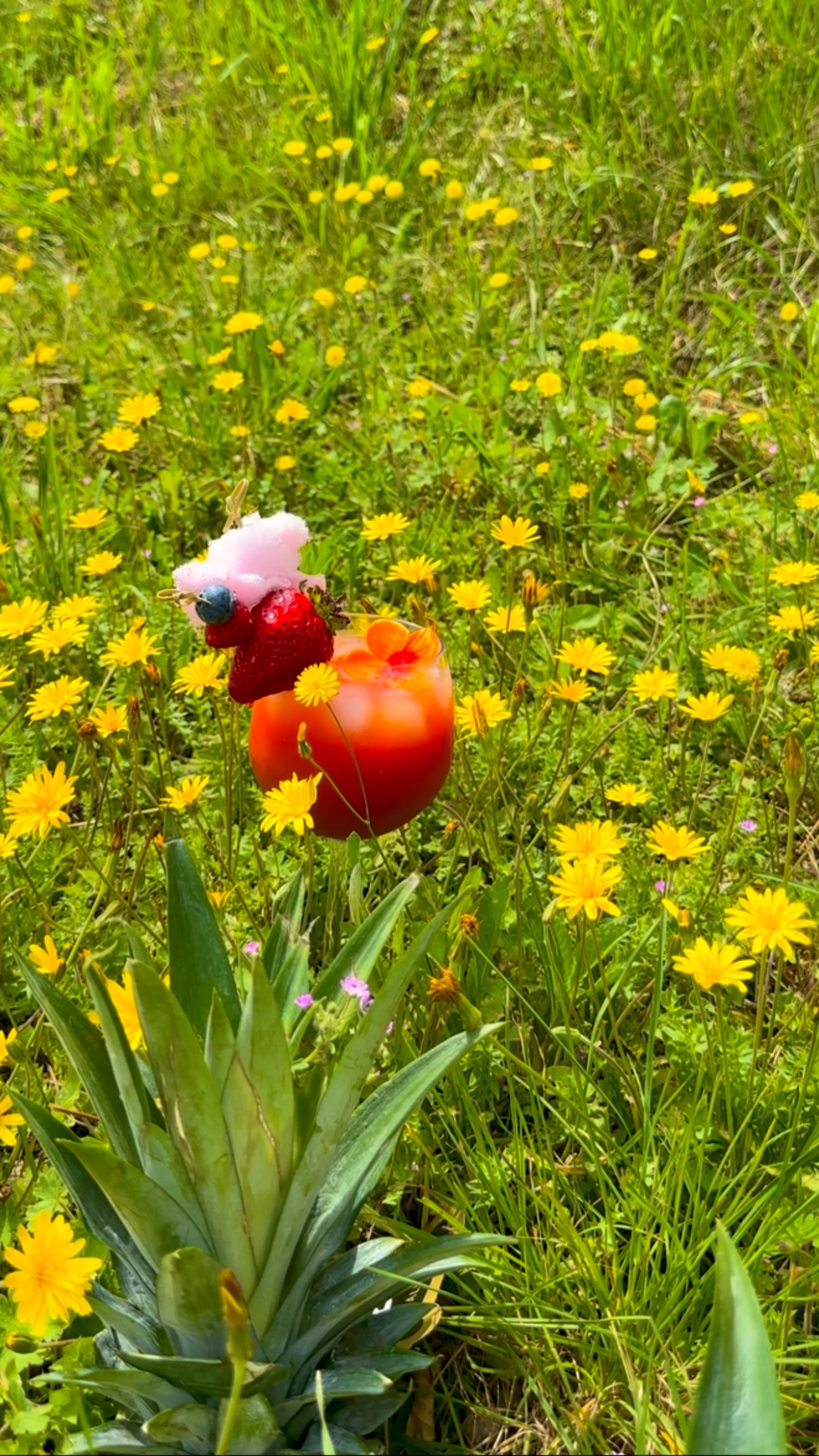 Fruits qui tombent, bouche qui s’ouvre, cocktail qui claque.
Chez Le Comptoir d’Alfred, même les fraises font leur show.
On mélange, on shake, on balance… et on savoure !
#cestpasdutheatrecestuncocktail #lecomptoirdalfred #fruitdropchallenge #barmobile #cocktailfun #mixologiefraîche#eventplanners