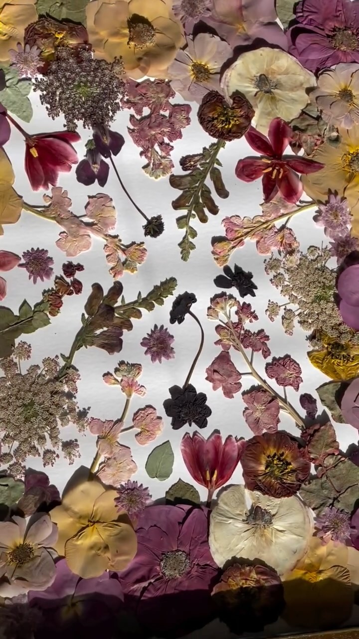 Finally had time to start playing with my own wedding flowers by the wonderful @fleuressencefloraldesign 💐
I am working on some new designs and frame sizes that will be available to choose from soon! If you are a 2025 spring bride who wants to preserve flowers, I still have a handful of available weekend dates this spring. Reach out through Heirbloomcreative.com to check availability.
.
.
.
#flowerpreservation #pressedflowers #floralart #saveyourbouquet #rvaweddings #rvaengaged #rvasmallbusiness #rvaartist #heirbloom #creative