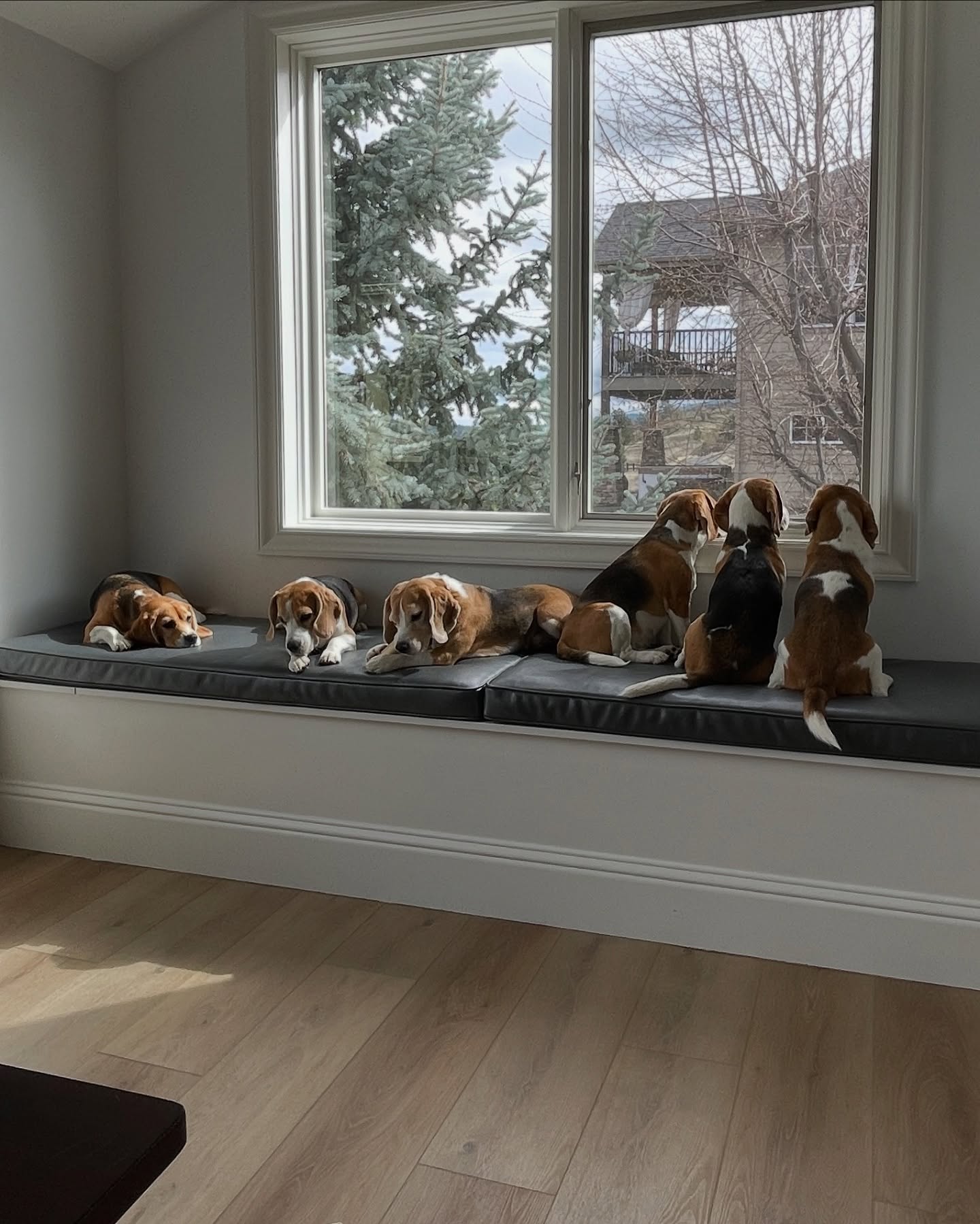 enjoying a #SlowSaturday at GiGi's house ✨🐾