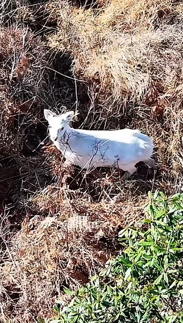 White (leucistic) Sika
A first for BHWC - footage of the white Sika in Dorset! The colour form is leucistic which is a recessive gene and is different to albino (eye colour one of the clear differences).
The recording of the white Sika were part of a huge landscape effort was made possible through multi-agency collaboration with organisations such as the @britishdeersociety, Forestry Commission England, @naturalengland and the @rspb.
#BHWildlifeConsultancy #BHWC #drone #dji #dronephotography #dronestagram #drones #droneoftheday #dronelife #djiglobal #aerialphotography #nature #djimavic #dronepilot #dronevideo #droneshots #dronefly #landscape #aerial #matrice #sika #sikadeer #england