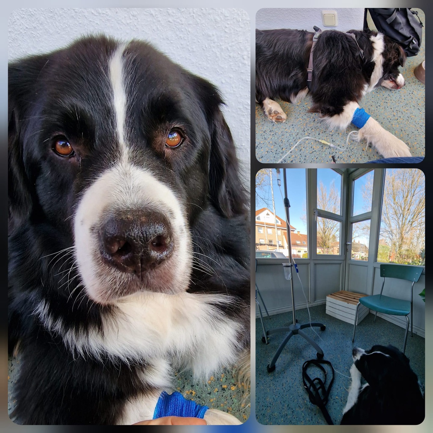 Moin Leute, ich bins, Fiete.
Die letzten 2 Wochen ging es mir echt dreckig.
Ich wurde immer ruhiger, habe nichts mehr gegessen, und lag nur noch ganz anteilnahmslos rum. Meine Menschen waren gleich mit mir bei meiner Tierärztin, Dr. Kathrin. Die hatte den ersten Verdacht auf eine von Zecken übertragbare Krankheit. Darauf wurde ich sofort behandelt. Das Labor konnte das aber nicht bestätigen.
Doch meine Blutwerte, Nieren, Leber usw. waren wirklich schlecht. Alle haben sich große Sorgen gemacht.
Nach einigen Infusionen und Blutabnahmen wurden dann doch Borrelien in meinem Blut gefunden. Ich wurde also von Anfang an richtig behandelt.
Jetzt geht es mir schon viel besser. Jetzt noch ein paar Wochen Medikamente, dann ist hoffentlich alles wieder in Ordnung.
Eure Menschen sollen bloß an einen ordentlichen Zeckenschutz denken. Ich hatte immer einen und trotzdem "lieben" mich diese Viecher...
Danke an die #kleintierpraxisamsandkamp.de
Fietes Herrchen hat diesen Text geschrieben😊und hat in uns zur Verfügung gestellt. Wir sind dankbar für euer Lob und haben sehr gern geholfen. ❤️💯💪
#Zecken #Zeckenschutz #Zeckenschutzfürhunde
#ZeckenschutzfürKatzen
#borelliose