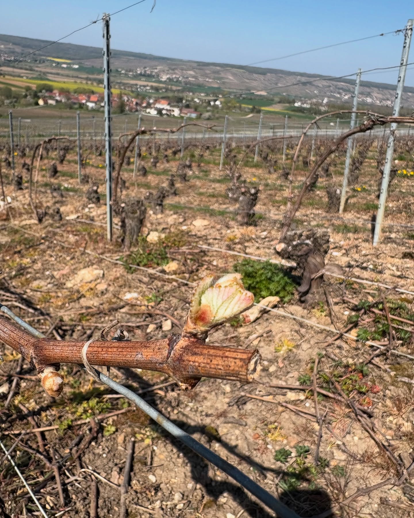 Le beau temps en Champagne fait ressortir les beaux bourgeons dans nos vignes, qui donneront par la suite les belles grappes de raisins de la récolte 2025 ! 🍇