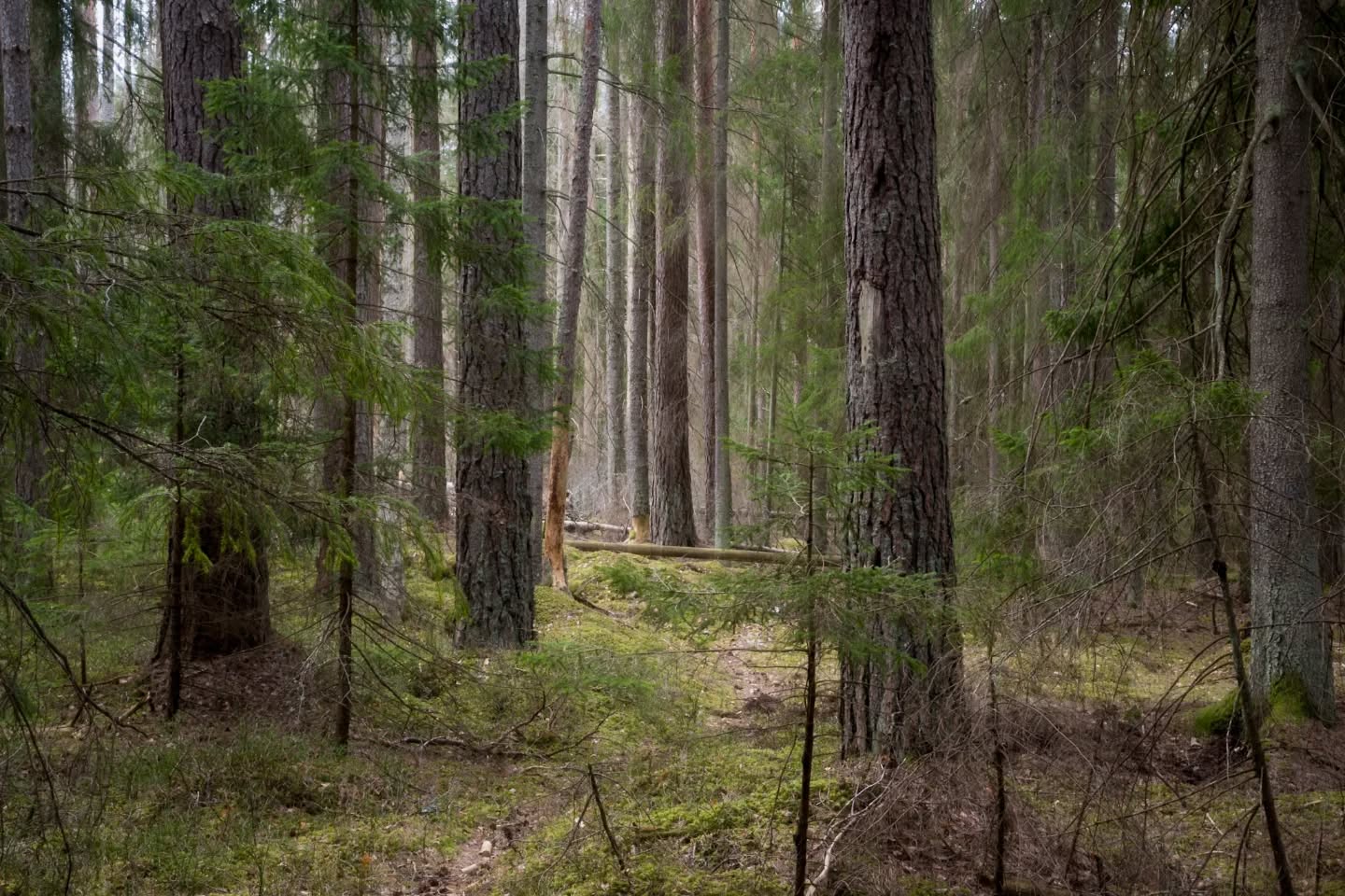 Not many places in the forest exists where man hasn't used the trees for his own purpuse. This might be one of them.
#innature
#innaturephotos
#oldgrowthforest
#karsmossen
#gullspång
#forest
#noclearcutting