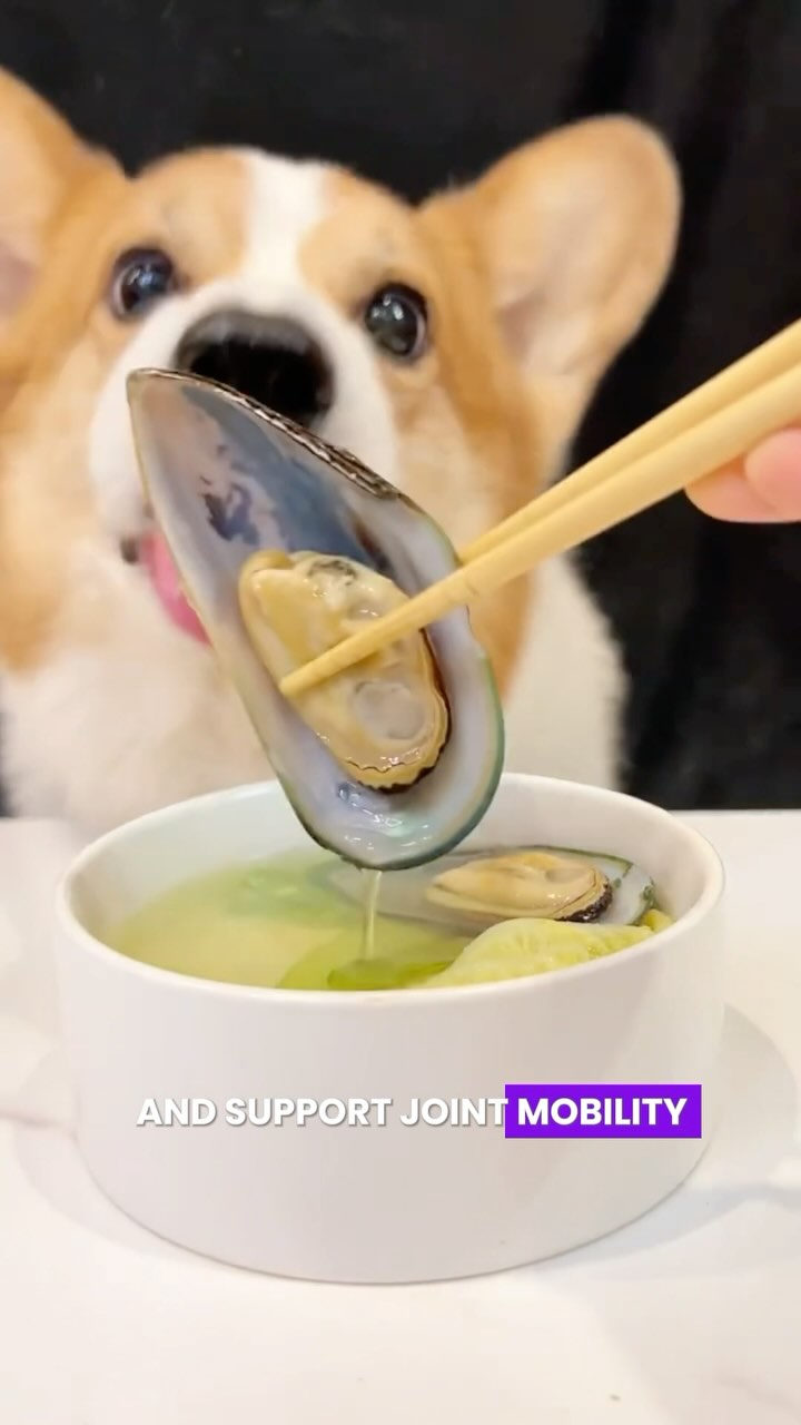 Discover natural foods that support your dog’s joint health. Try Pawizon Hip & Joint chews for an easy, tasty solution! #NaturalIngredients #dogjointhealth #DogHealth #Pawizon #DogLife #doghealthtips #healthydogfood #healthypuppy #dogsupplements