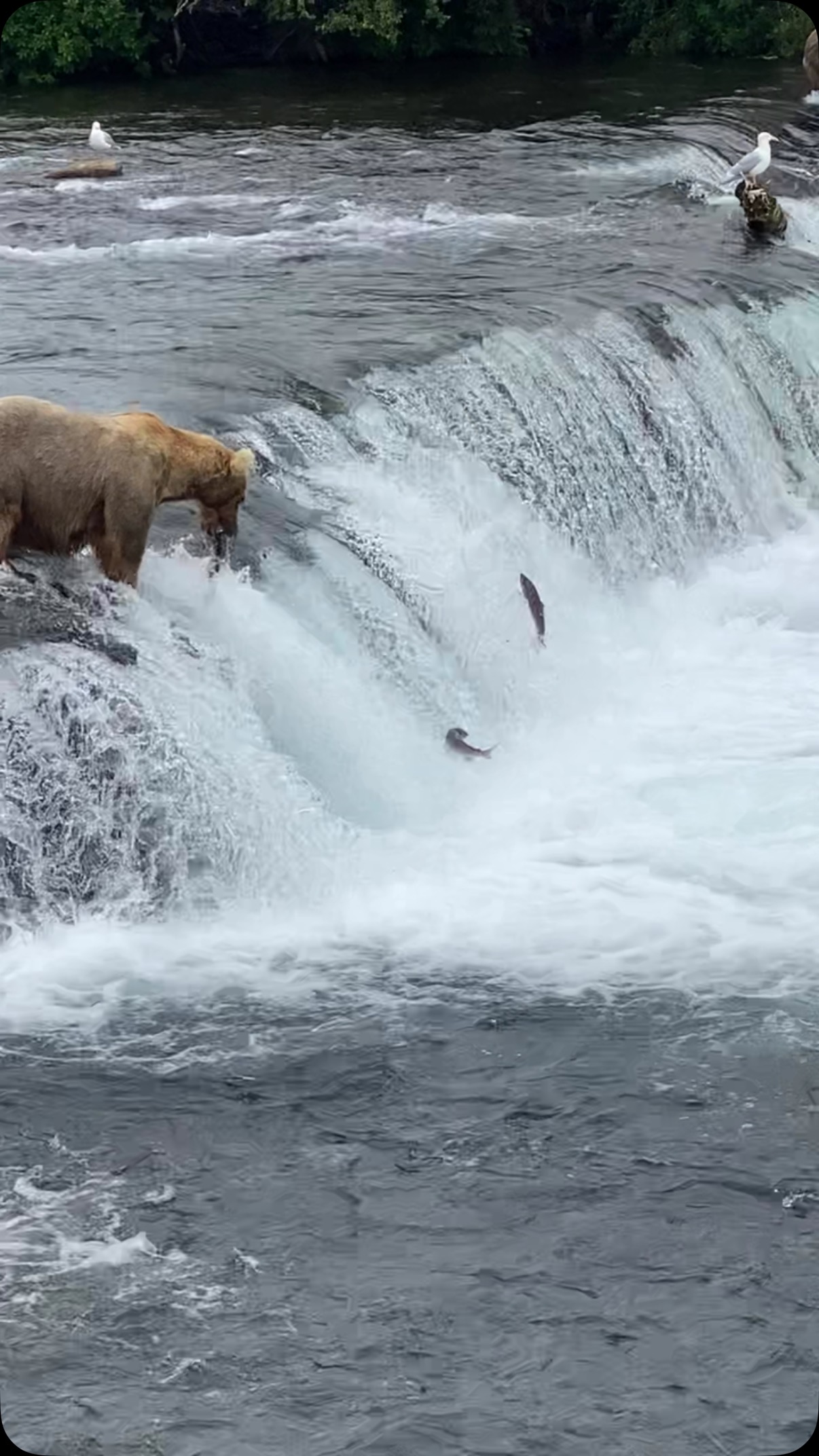 Stewards of wild places and lovely locavores, by returning time and time again to intentionally buy only sustainably caught, wild seafood, youβre casting a vote for the environment and the mindful practices that keep Alaskaβs waters - and the greater ecosystem - abundant year after year. ππ«Άπ»
Our final round of Salmon Stock-Ups before the F/V Thunder ventures north is starting this week:
π Thursday, April 10: Sandpoint + Bonners Ferry
π Friday, April 11: CDA, Liberty Lake + Spokane
π Wednesday, April 23: Tri-Cities
π Monday, May 26: last FedEx drop for Nationwide shipping
This is your friendly reminder to place your order online before midnight tomorrow (Tuesday) for local pick-ups, or by May 25 for nationwide shipping. π¦ When you stock up on wild Alaska salmon, youβre not just filling your freezer, youβre helping protect the practices that keep these waters thriving.
From our deck to your dish, thank you for putting your intention into whatβs on your plate. Weβre so grateful to harvest with purpose, and share it with people who care. π