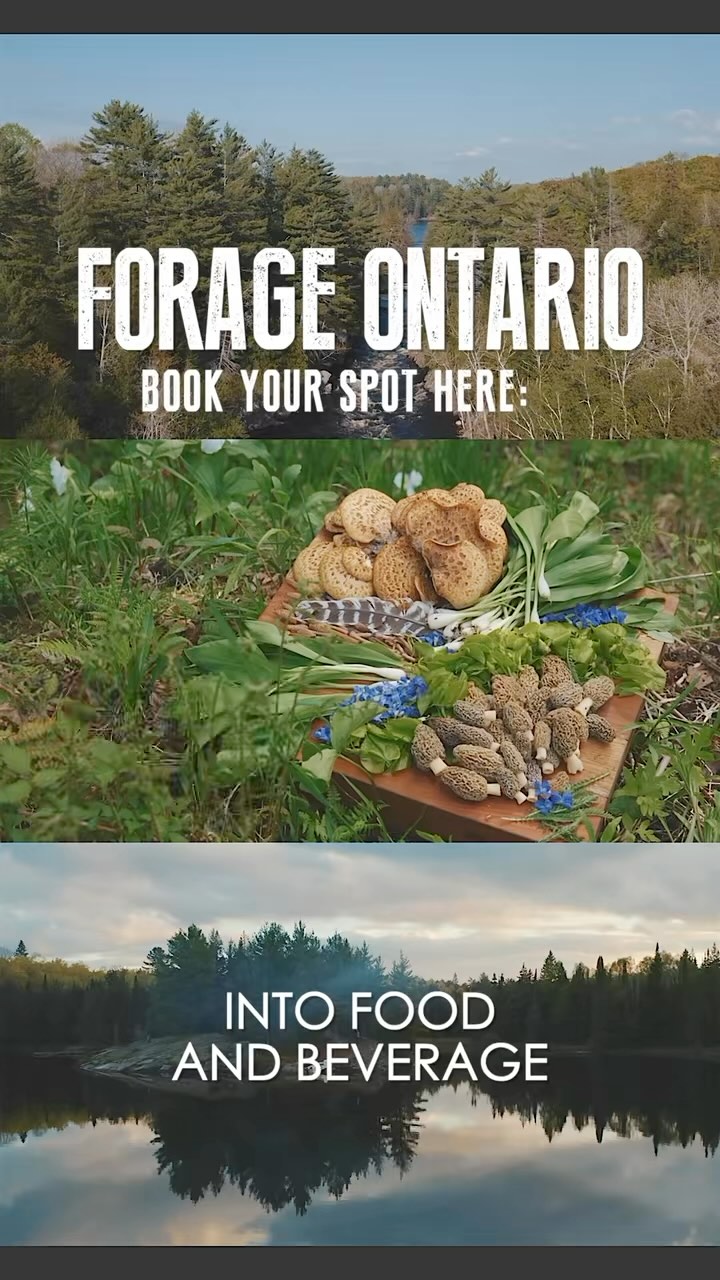 I am also hosting some foraging walks in Toronto! These are in partnership with @fromthewildca
These walks are great for beginners looking to connect deeper to nature and wild food. We will focus harvesting sustainability and exciting ways of using these botanicals in the kitchen and glass.
Current dates Available:
May 27 & June 8
9-11:30am
&
1-3pm
Sign up at: https://www.fromthewild.ca/product-page/ontario