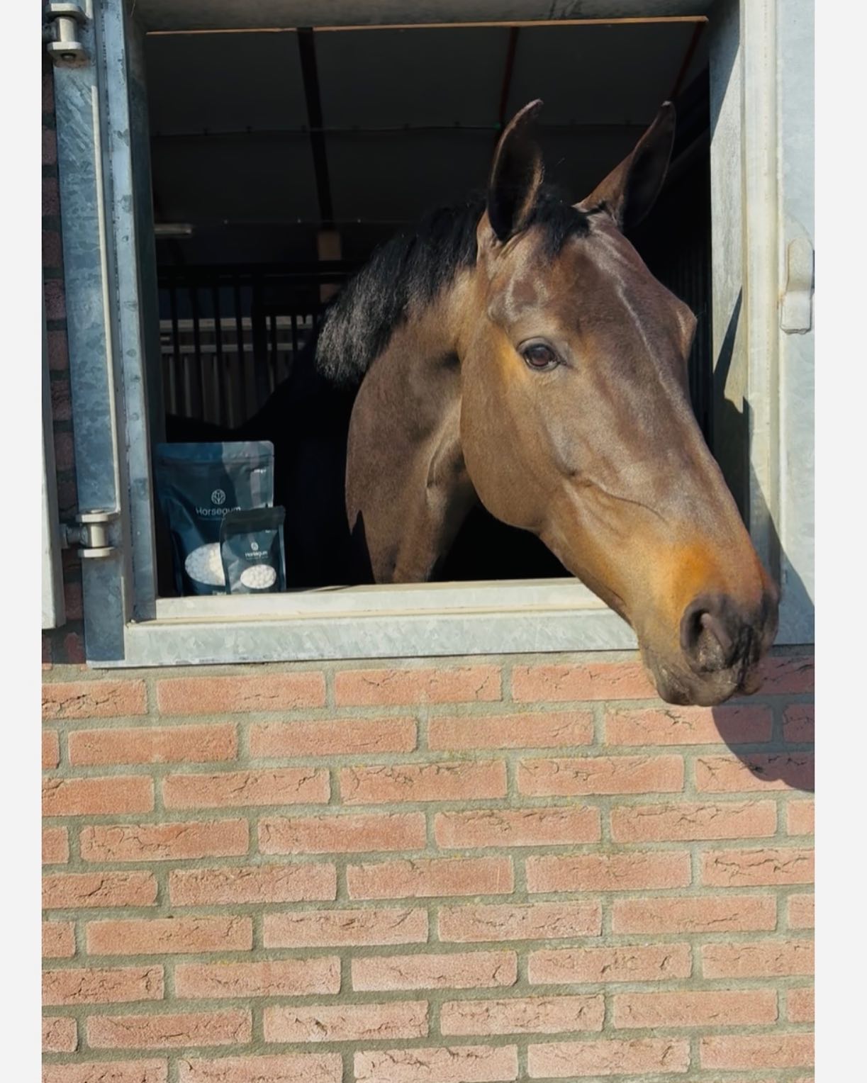 Me and my horsegum :-) #happyhorse#horsegum#bit