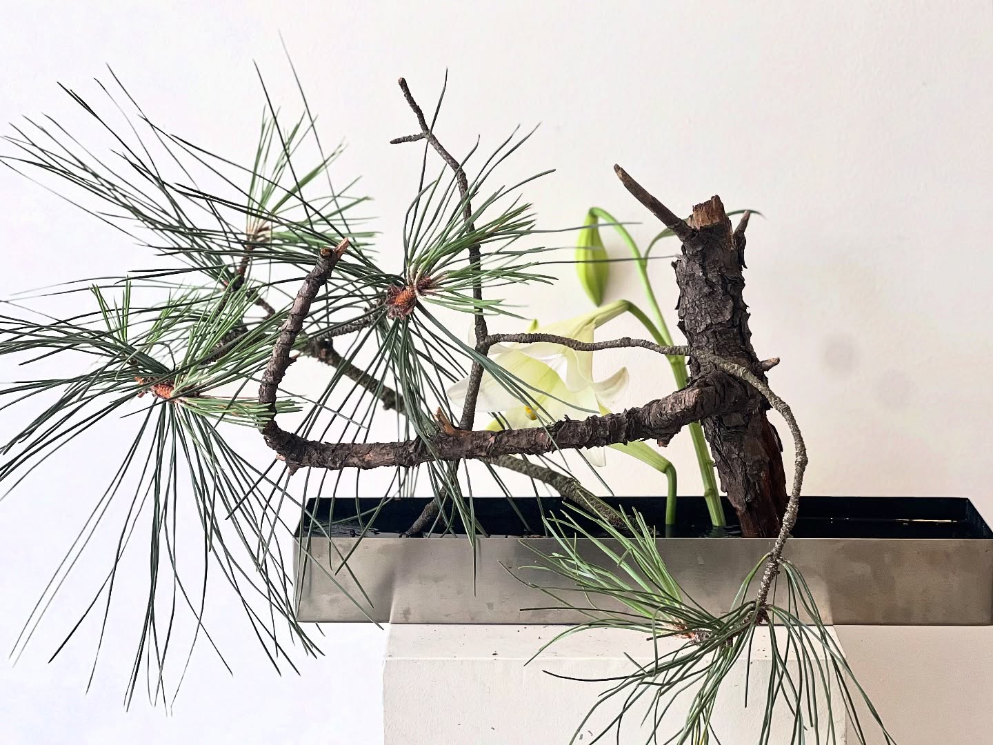 Like a forest creature standing still—arms wide, eyes upon us.
#ikebanamelbourne #pinetree