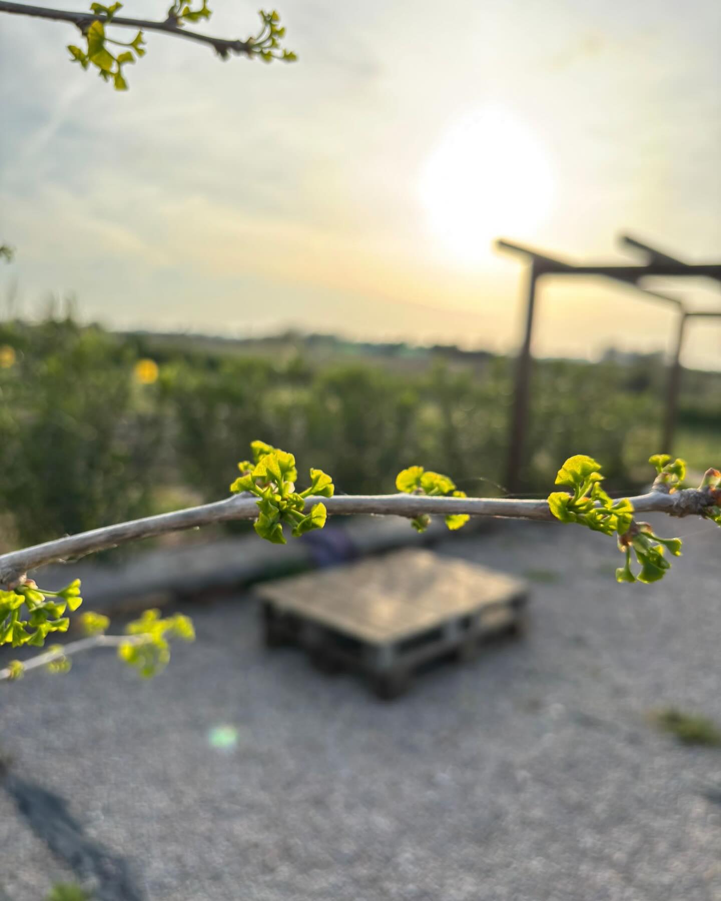 Bienvenida primavera! Te estábamos esperando 🥰 Reserva tu parcelita y comienza a cultivar tus alimentos de temporada primavera / verano!! Estamos en el momento perfecto para comenzar! Te esperamos!!!