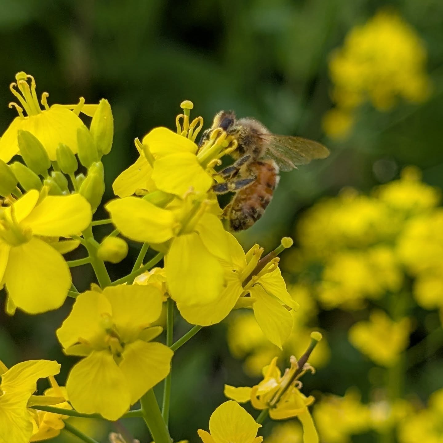 友人の畑の手伝い中、西洋ミツバチが蜜と花粉を集めているのを発見。
今日は20℃超えと暖かく、ミツバチさん大喜び!やっぱりかわいい!