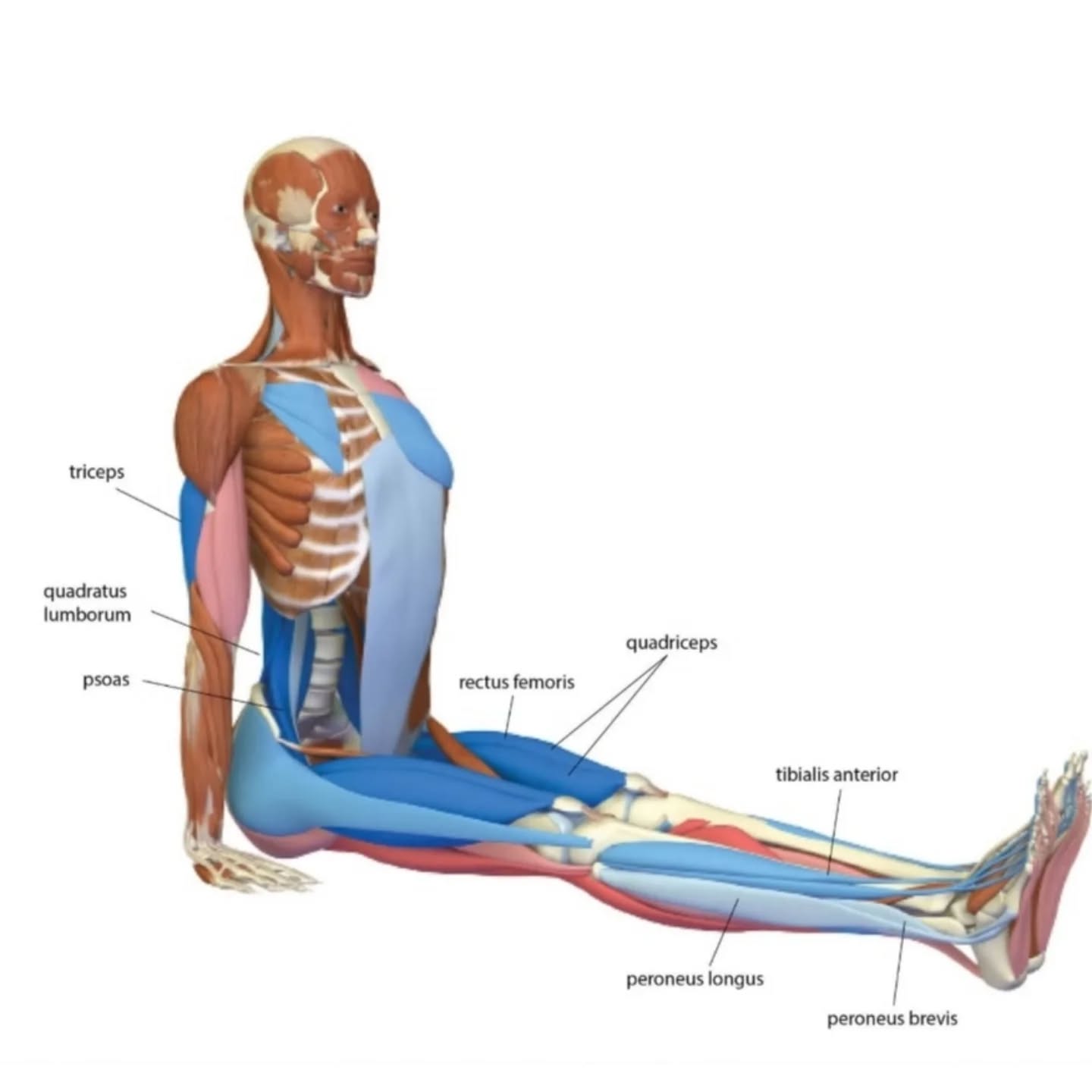 You are invited to join us for Vidya Asana!
Saturday April 19th ( 9:30am to 10:30am EST)
(Understanding Your Asana) is a class where you will learn a little more about your poses one at a time.
This month we explore Dandasana (Staff pose).
Space is limited...
reserve your space at HealthyLifeYoga.com đ
đThis class is accessible for all levelsđ
Where?
Healthy Life Yoga
13565 Midlothian Turnpike,
Midlothian, VA 23113, USA
#HEALTHYLIFEYOGA #YOGA #STUDIO #YOURYOGAJOURNEY #YOURYOGAPRACTICE #MIDLOTHIAN #UNDERSANDING #VIDYAASANA #SELFCARE #YOGACLASS