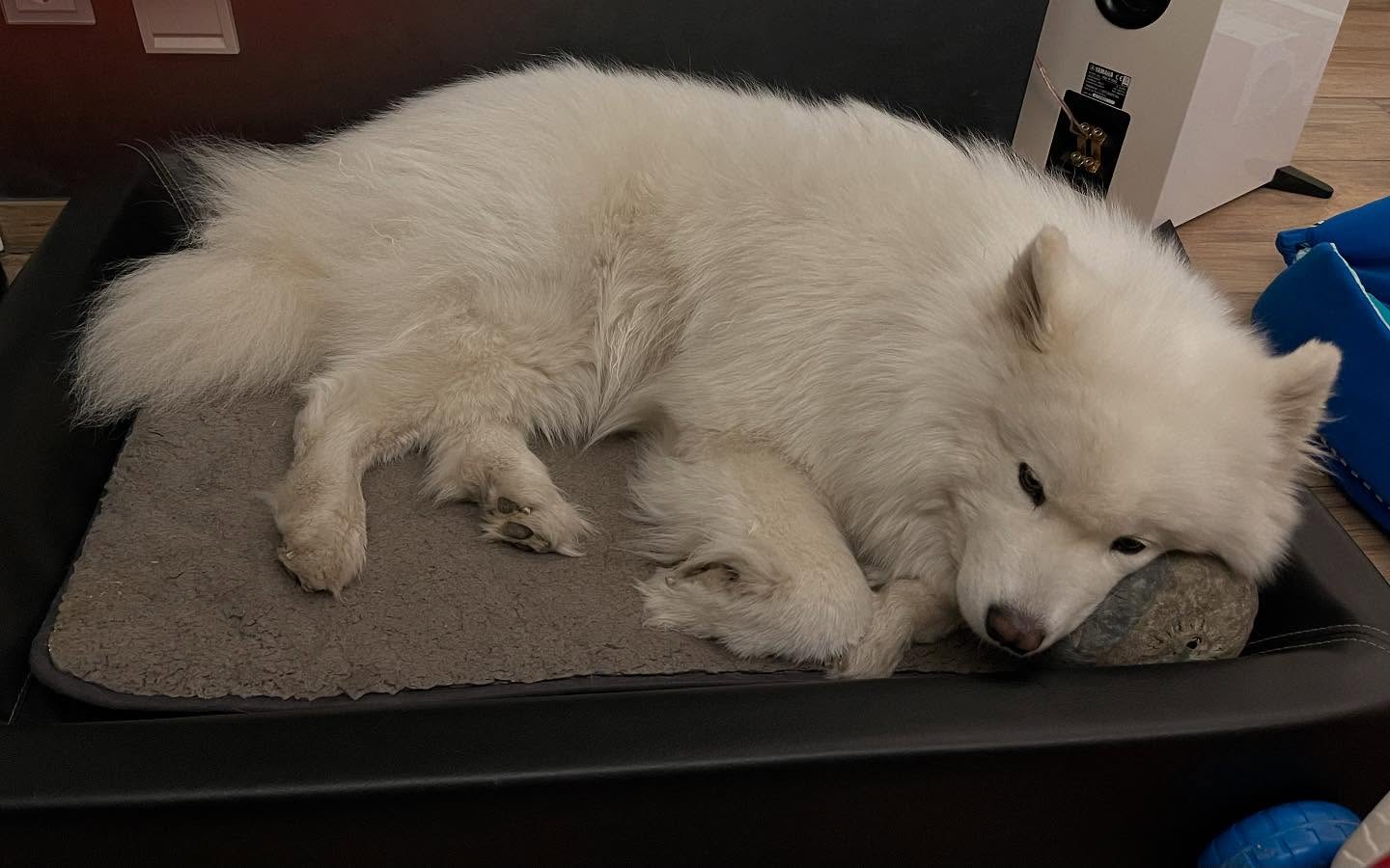 Nice pillow. Very comfy 😄 #dogsofinstagram #doglovers #samoyed #samoyedlover #doglife🐾❤️ #samoyedlife