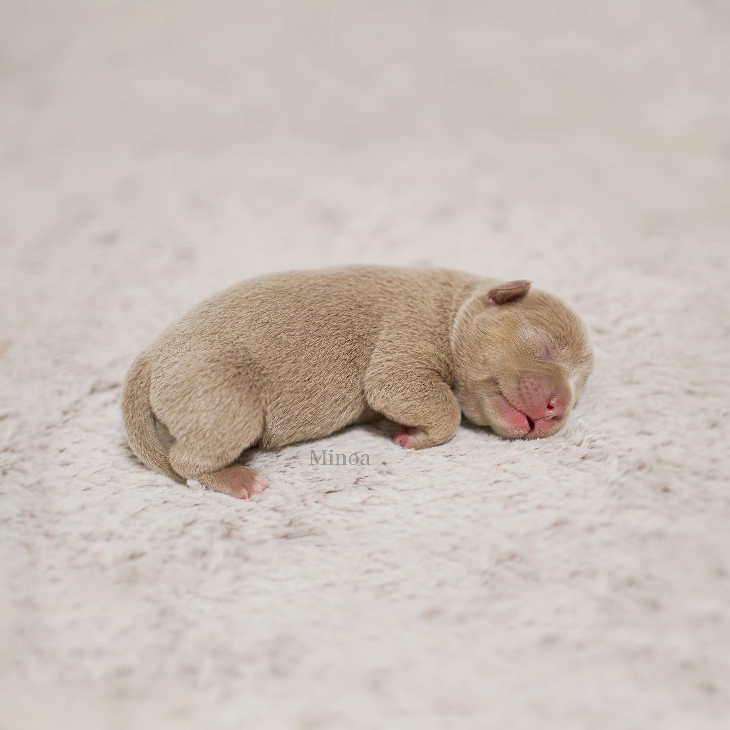 Minoa 💛
Als siebte und somit letzte im Wurf kam Minoa mit einem Geburtsgewicht von 221g zur Welt. Sie trägt ihr wunderschönes Fellkleid in der Farbe Isabella, veredelt durch dezente, minimal dunklere Tan-Abzeichen.
Minoa ist eine liebevolle und im Wurf eher ruhige Hündin – längst nicht zart, sondern richtig stämmig und charakterstark. Ihr Name leitet sich von der antiken minoischen Kultur Kretas ab, die für Stärke, Kunst und Mystik steht – eine passende Beschreibung für ihr tolles und einzigartiges Wesen. 🥰❤️
Das war es nun mit der Vorstellungsrunde der M-chen. Das war Nevadas dritter und zugleich letzter Wurf, was es für mich sehr emotional macht, denn Nevada ist meine Seelenhündin. 🥹Nevada hat alle drei Würfe mit insgesamt 17 Welpen mit einer traumhaften Leichtigkeit geboren. Sie ist inzwischen bereits zehnfache, stolze Grossmutter. Letzten Monat feierte Nevada ihren vierten Geburtstag und wird diesen Sommer mit nach Spanien in die Ferien ans Meer 🌊 reisen – das hat sie sich mehr als verdient. Wir freuen uns sehr und bis dahin hat sie wohl bestimmt ihren Bikini-Body 👙 wieder. 😜❤️
#AlphaBully #sportlichebulldogge #französischebulldoggen #bulldoggswithnoses #bullymitnase #healthyfrenchie #frenchiesofinstagram #sportlichefrenchies #nasenbär #retrofrenchie #französischebulldogge #französischebulldoggedeutschland #französischebulldoggeschweiz #bullysmitnase #frenchiebreeder #bulldoggezüchter