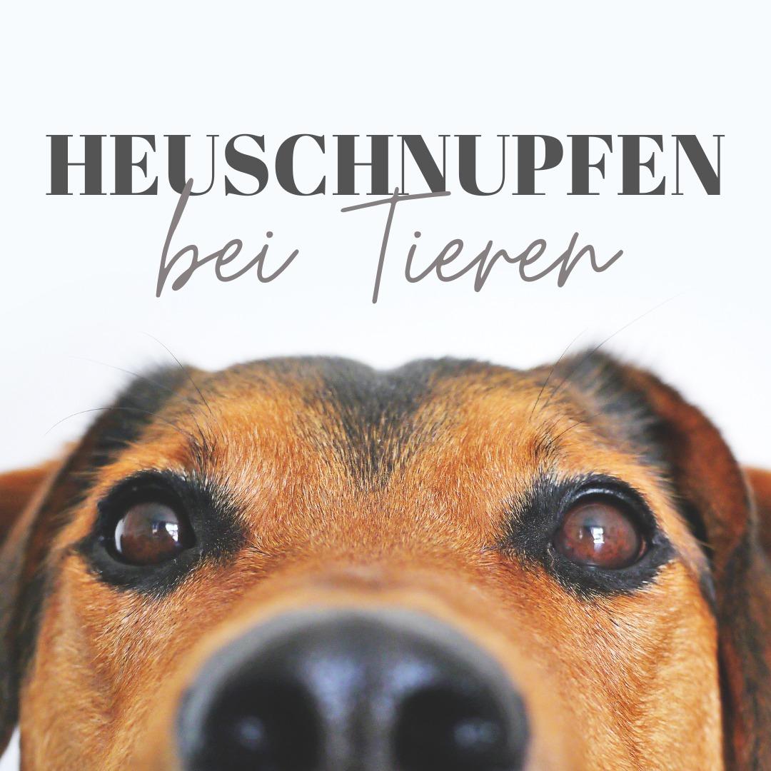 Wusstest du, dass auch Tiere unter Heuschnupfen und Allergien leiden?
Dies zeigt sich u.a. mit tränende Augen, Juckreiz, Niesreiz oder Husten.
Oft steckt eine allergische Reaktion dahinter – genau wie beim Menschen.
Was tun?
🍄 In der Mykotherapie setzen wir Heilpilze wie Reishi ein – er wirkt:
✔ entzündungshemmend
✔ antihistaminisch
✔ immunregulierend
✔ leberstärkend
✔ gegen Allergien
💡 Reishi eignet sich für Hund, Katze & Pferd – sanft, natürlich und gut verträglich.
📌 Die Dosierung wird individuell an Tierart und Gewicht angepasst.
➡ Sprich mich gerne an für eine persönliche Empfehlung!
#HeuschnupfenBeiTieren #Tierallergie #Mykotherapie #HeilpilzeFürTiere #ReishiFürTiere #NaturheilkundeTiere
#Tiergesundheit #GanzheitlicheTiermedizin #Tiertherapie #AllergieHund #AllergieKatze #AllergiePferd
#JuckreizBeimTier #HustenBeimPferd #SanfteTiermedizin #SanusVictus #NaturheilkundeAarau
#ImmunsystemStärken #Leberunterstützung #TCMfürTiere #PhytotherapieFürTiere #AlternativmedizinFürTiere
#NatürlicheTiergesundheit #ErnährungFürTiere #HolistischeTiermedizin #aarau #schweiz #reishi #mykotherapie #vitalpilze