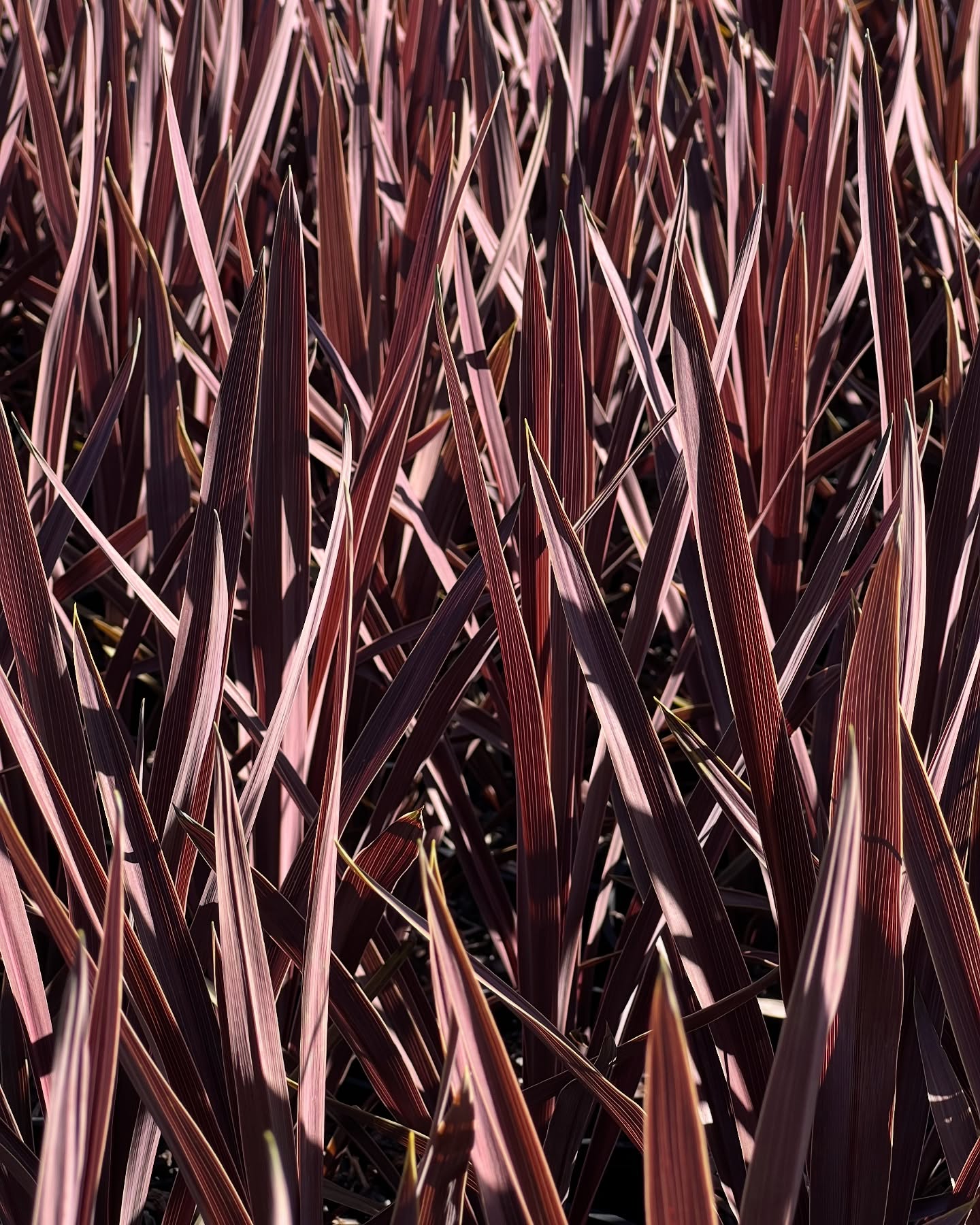 Each week we fly around the nursery and see what’s poppin’ and looking gooooooooood to add to our Bunnings availability list! This week we added:
🌱 Cordyline Red Sensation 14cm
🌱 Pennisetum Setaceum Fountain Grass 14cm
🌱 Acmena Cherry Black 14cm
We’re loving the burgundy colours and architectural shapes on offer this week! Why not add a pop of colour or some structure to your next garden project? 🌿✨🌾
.
.
.
#australianlandscaping #gardeningaustralia #wholesalenursery #plantlife @bunnings #landscapedesign