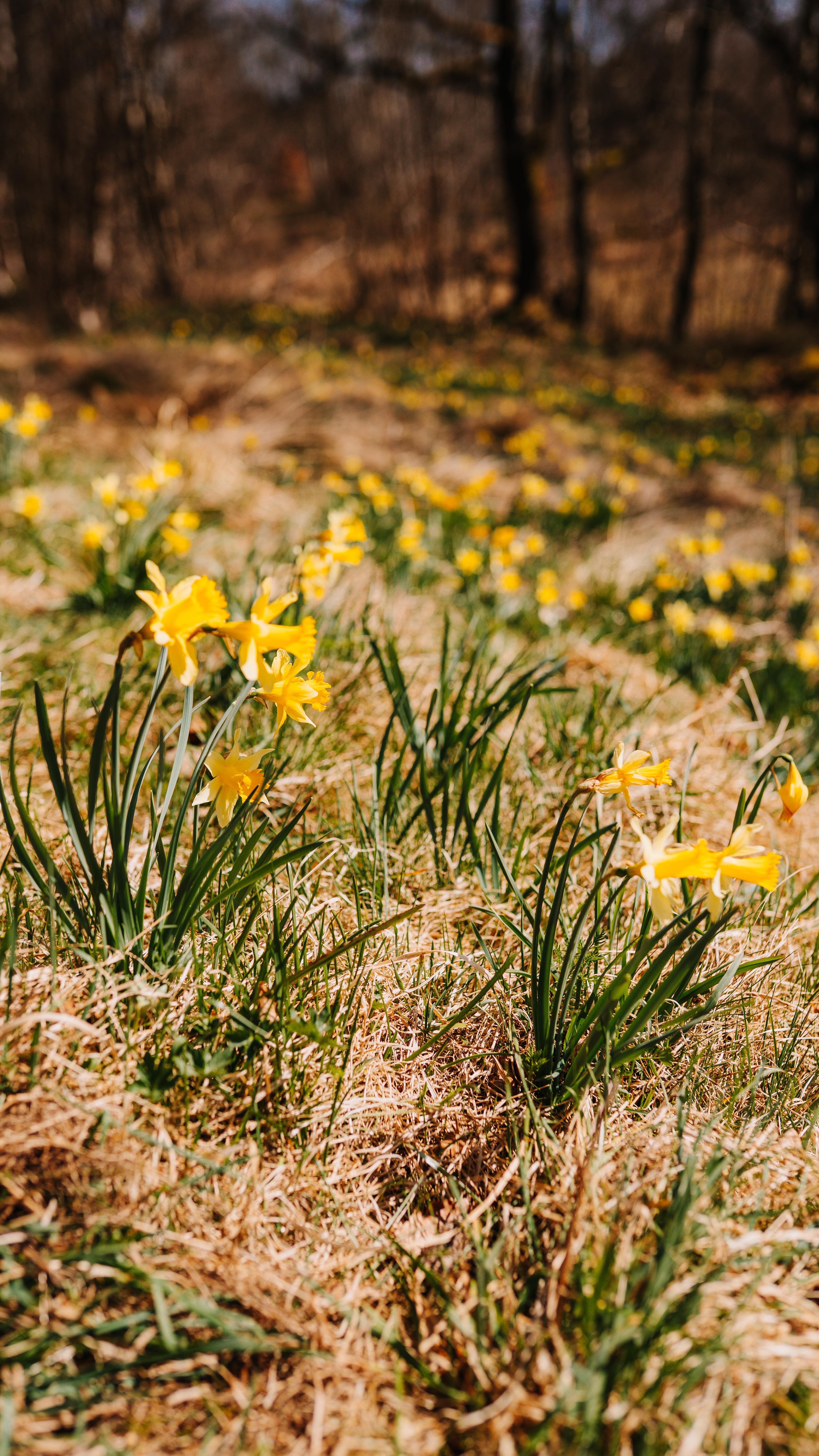 🌼 Wilde Narzissenblüte in der Eifel: Ein Naturwunder im Frühling!
Im Olef- und Perlenbachtal der Eifel erblüht im Frühling eines der größten und beeindruckendsten Vorkommen wilder Narzissen in Europa. Die leuchtend gelben Blüten verwandeln die Täler in ein wunderschönes Blütenmeer.
Die wilden Narzissen (Narcissus pseudonarcissus) sind hier in ihrer natürlichen Umgebung zu finden – ein seltenes und unvergessliches Erlebnis! Die Blütezeit erstreckt sich typischerweise von März bis April, je nach Wetterlage. Aktuell befindet sie sich fast am Höhepunkt weshalb sich ein Besuch dieses Wochenende lohnt!
🥾Wanderungen
Perlenbachtal: Eine der bekanntesten Routen, die dich durch das wunderschöne Tal führt, vorbei an unberührter Natur und über Wiesen, die im Frühling in voller Blüte stehen. Länge der Wanderung: 14 km Rundweg .
Oleftal: Ideal für eine längere Wanderung, bei der du die Narzissen und die malerische Landschaft der Eifel in Ruhe genießen kannst. Länge der Wanderung : 12km Rundweg.
Speichert euch das reel für euren Trip in die Eifel ab.
Wo findet ihr den Frühling besonders schön ?
#nationalparkeifel #nordeifel #wildblumen #wandertipp #deutschlandentdecken
