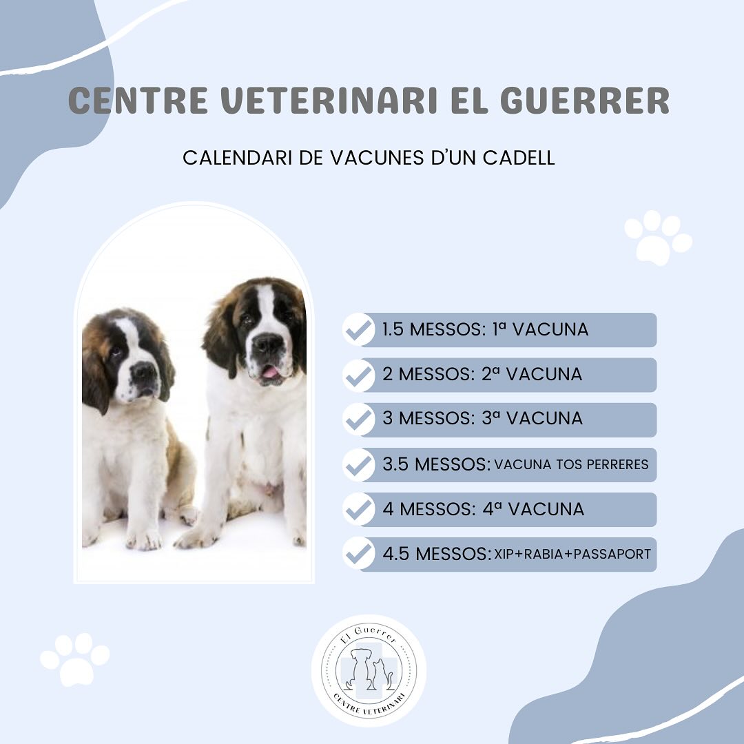 La salut del teu cadell comença amb una bona vacunació! 🐶💉
Els primers mesos de vida són claus per protegir-lo de malalties greus com la parvovirosi, el moquill, l’hepatitis, la ràbia i la tos de les perreres (traqueobronquitis infecciosa).
Calendari orientatiu de vacunes:
🗓️ 6 setmanes: primera vacuna
🗓️ 8 setmanes: segona dosi
🗓️ 12 setmanes: tercera dosi
🗓️ 14 setmanes: vacuna de la tos de les perreres 🦠
🗓️ 16 setmanes: última dosi
🗓️ 18 setmanes: xip+vacuna rabia + passaport
Consulta sempre amb el teu 🩺 veterinari/a per adaptar el calendari a les necessitats del teu cadell.
Un cadell vacunat és un cadell protegit!
Estima’l 🩵 Cuida’l 🐾 Vacuna’l ✅