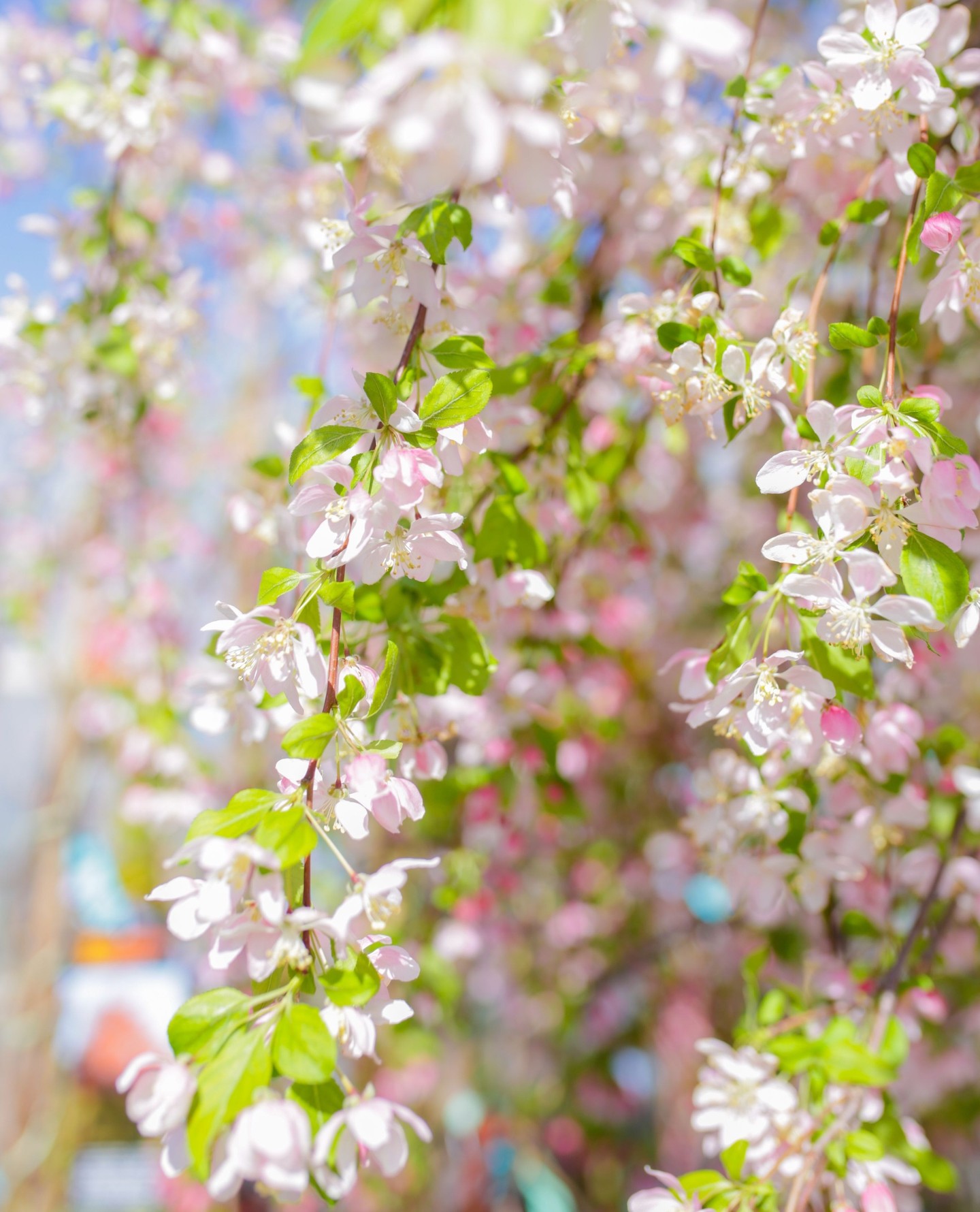 Dreaming of whimsical spring blooms and sweet, delicious fruit in late summer? 🍑🌸 Add fruit trees to your landscape for the best of both worlds! Not only do they bring seasonal beauty and charm to your yard, but they also reward you with fresh fruit straight from your own backyard. 🌳✨ Let us help you create a landscape that's as beautiful as it is bountiful!
#EdibleLandscaping #BackyardOrchard #LandscapeDesign #FruitTrees
#fortcollins #lovelandcolorado #backyardoasis #coloradobackyard #backyardinspo #backyardpool #outdoordesign #homeinspo #landscapearchitect
#outdoorlife #landscapingcompany #curbappeal #hometips
#outdoorfurniture #gardendesign #patio #landscapearchitecture #outdoorliving #exteriordesign #coloradorealestate #frontyard #exterior #gardeninspiration #hardscapedesign
