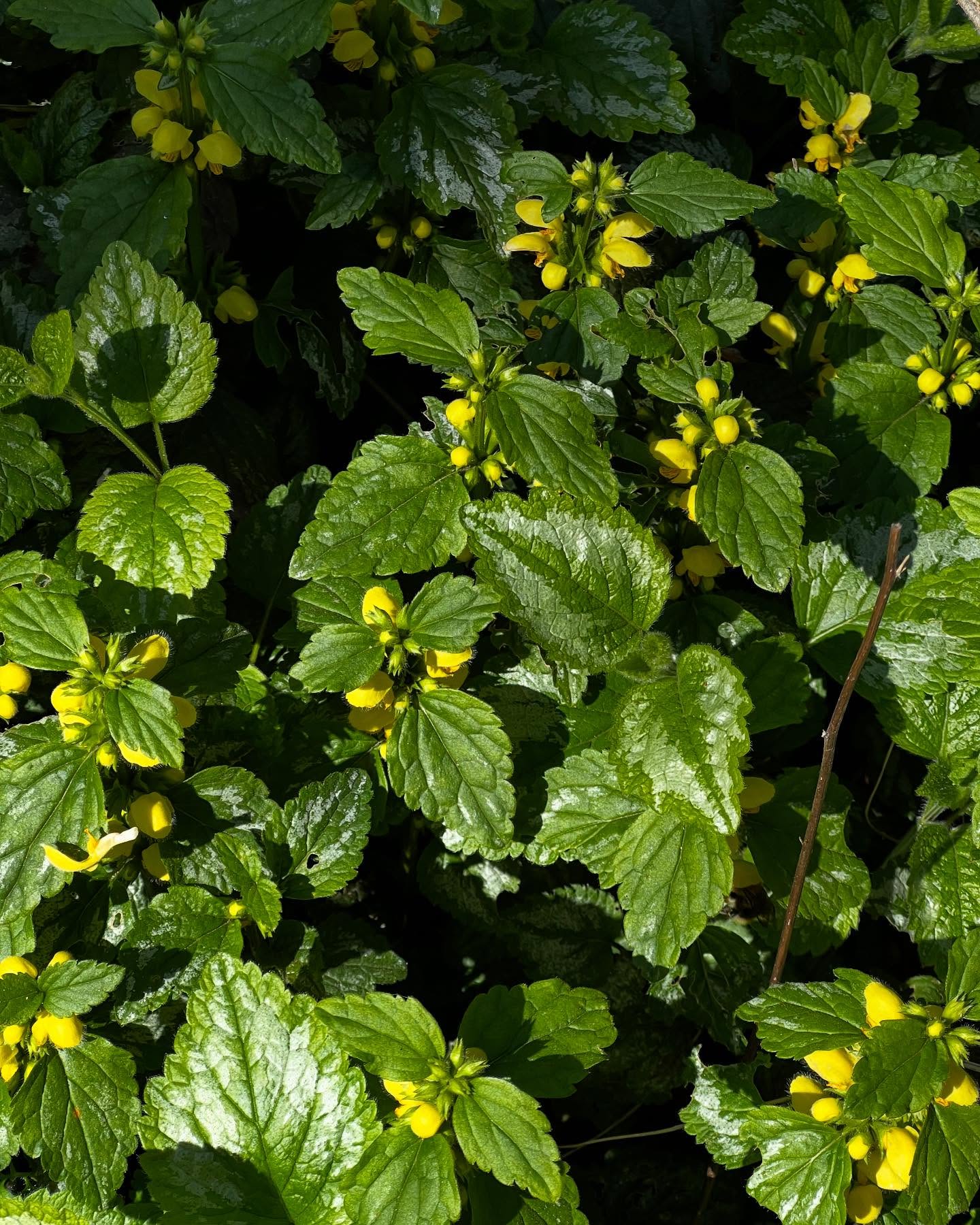 The yellow archangel is out! It’s a form of dead nettle -edible plants that look like nettle but don’t sting! And it has a kickass name 💛
