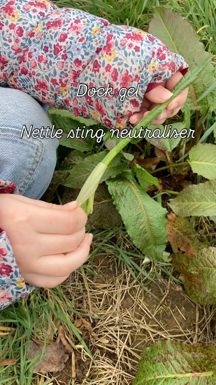 Do you use dock leaves for nettle stings?
Dock is good for stings but don’t use the leaves, use the gel that coats the new shoots forming… it really works! Peel away the papery case from the shoot to reveal a soothing clear gel.
This broad leaf dock is called Rumex obtusifolius, related to sorrel (Rumex acetosa) and also edible - I prefer to use the broad dock leaves as dolmades wrappers, which work well as a vine leaf alternative.
This is the perfect time of year to find plenty of new shoots. I’m going to have a go at making dock gel salve to see if it works as well as the fresh new shoots, by gently heating dock shoots in coconut oil to infuse, then using beeswax to harden into a salve.
#foraging #cornwall #forager #plants #getoutside #spring #dock #dockleaf #dockgel #salve #natureshealing #rumex #rumexobtusifolius
