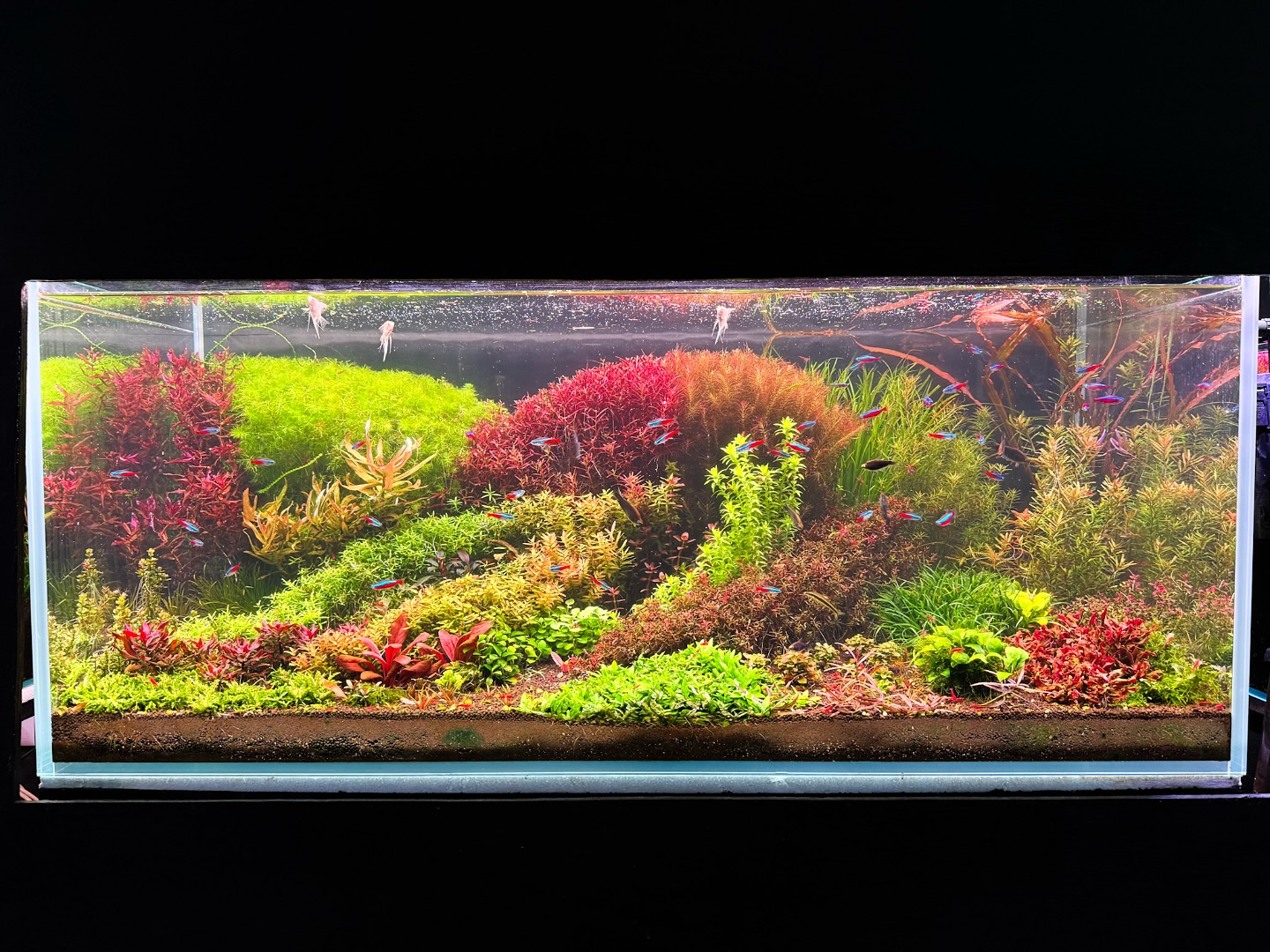 It’s my Dutch turning into a Garden?
I really enjoying this tank, its evolving every day, getting new shape the more I trim and learn the plants behavior and best positioning. Lets see how it goes, maybe it’s a good one to try AGA this year.
#dutchstyle
#aquascaping
#garden
#gardenstyle
#plants
#plantedtanks
#aquascaper
#colors
#chihirosaquatic