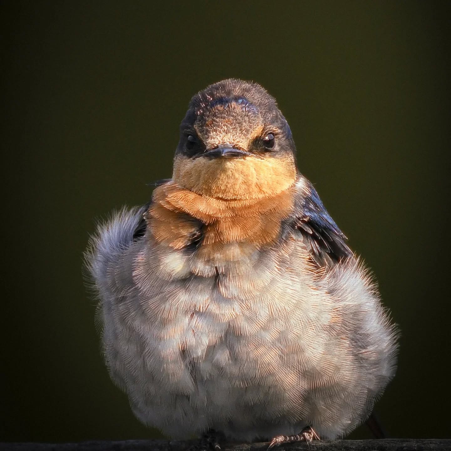 Welcome swallow up close and personal.
One of the symbols that spring is coming.
@aneyefordetails
#bird #birds #birdphotography #birdsofinstagram#animalsofinstagram #wildlifeofinstagram #wildlifephotography #nature #naturephotography #wild_perfection #wildlifeaddicts #nikon #bns_birds #planetearth #nationalgeographic #saveourplanet