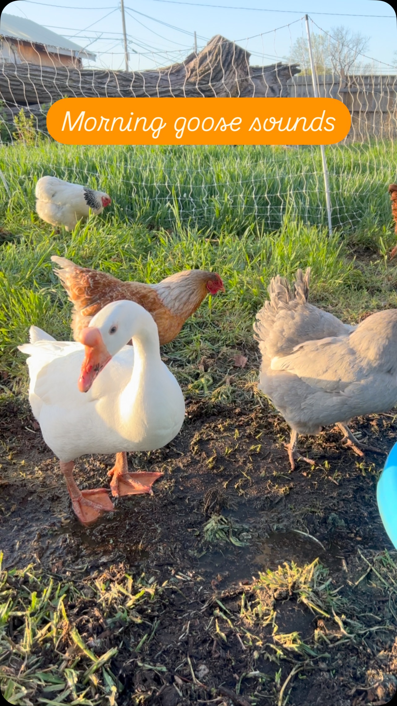 Just a bit of poultry ASMR for ya during goosie-pool clean out
