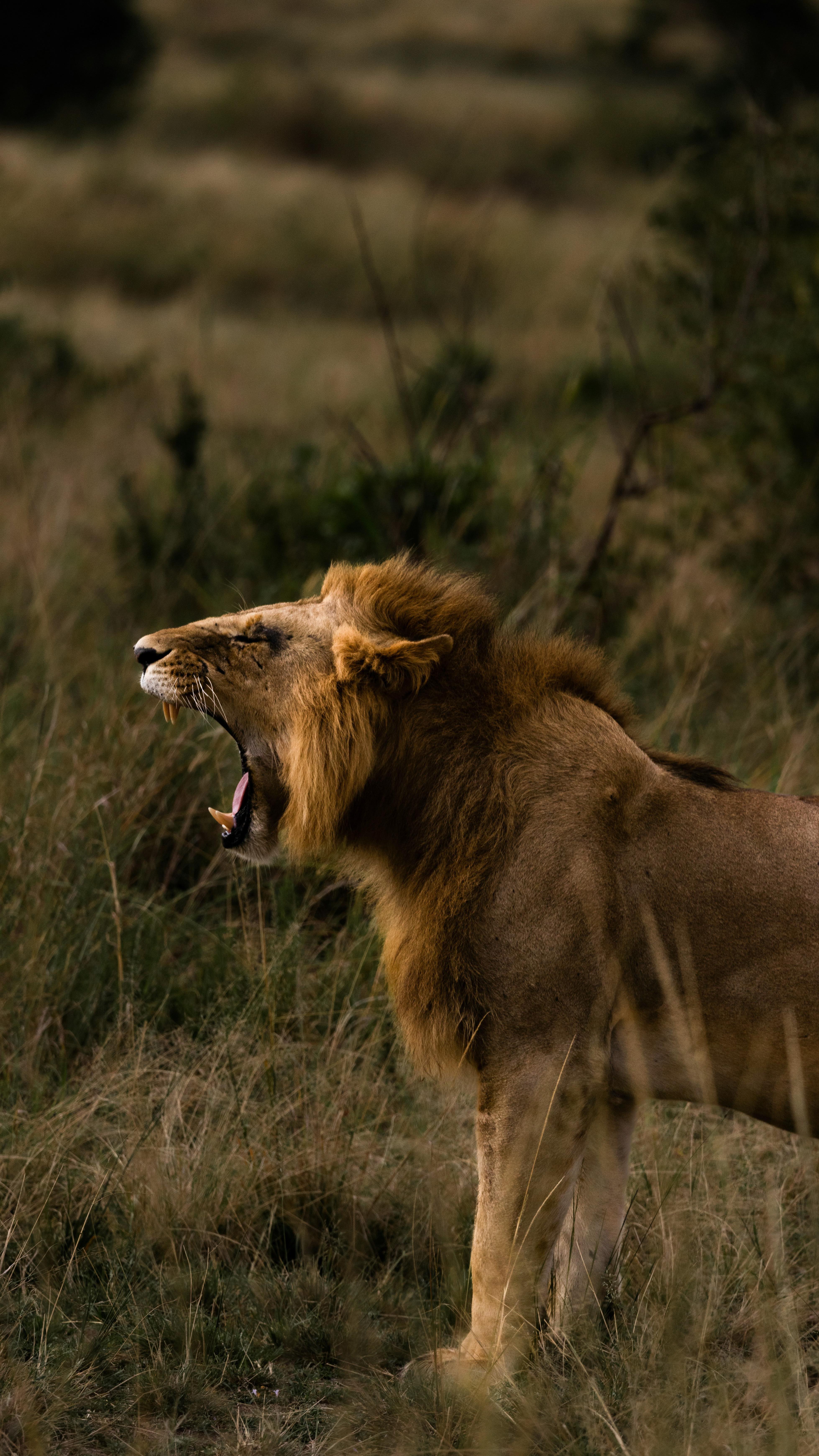 Dude’s got some pipes on him 🫨🦁A lion’s roar can reach up to 114 decibels and be heard up to 8km away. This roar allows a male to signal his territory, help lions of a pride locate one another, and be a general display of emotion (like excitement and stress).
📍Etosha National Park, Namibia
#namibia #travel #travelnamibia #wildlife #etosha #lion #visitnamibia #africa #safari #wildlifephotography